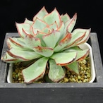 ストリクティフローラ サルティヨ(選抜)01