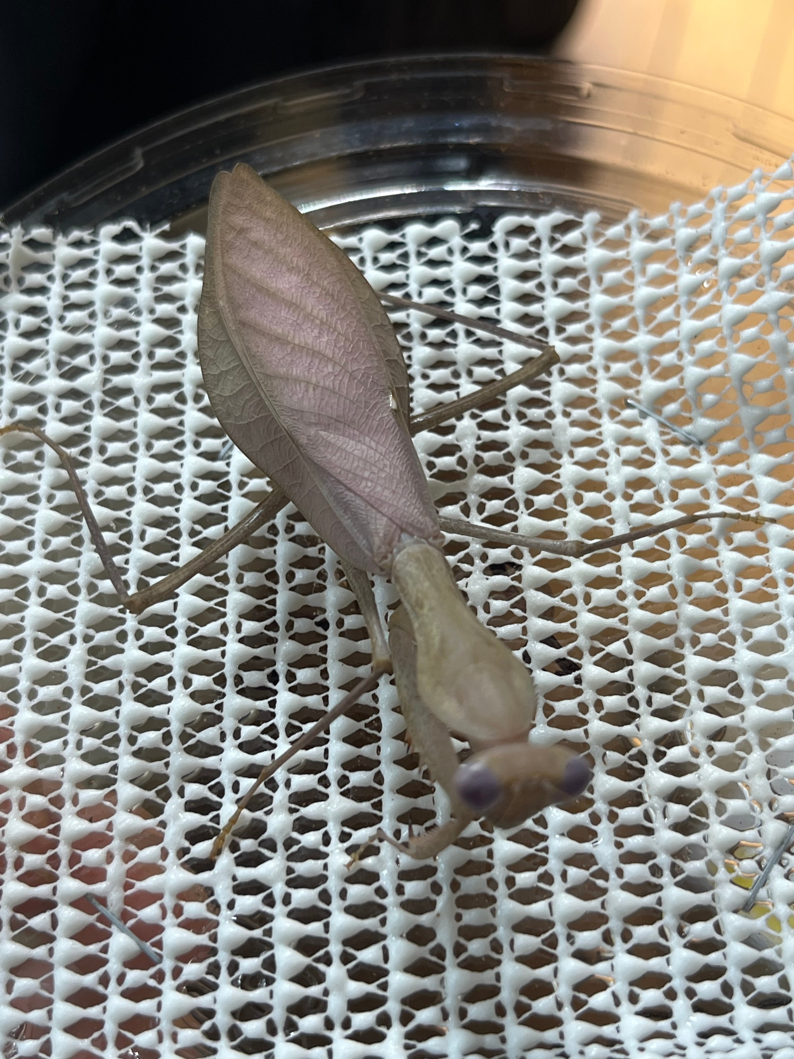 極美藤紫】コンゴグリーンマンティス生体成体♀ カマキリ いきもの大