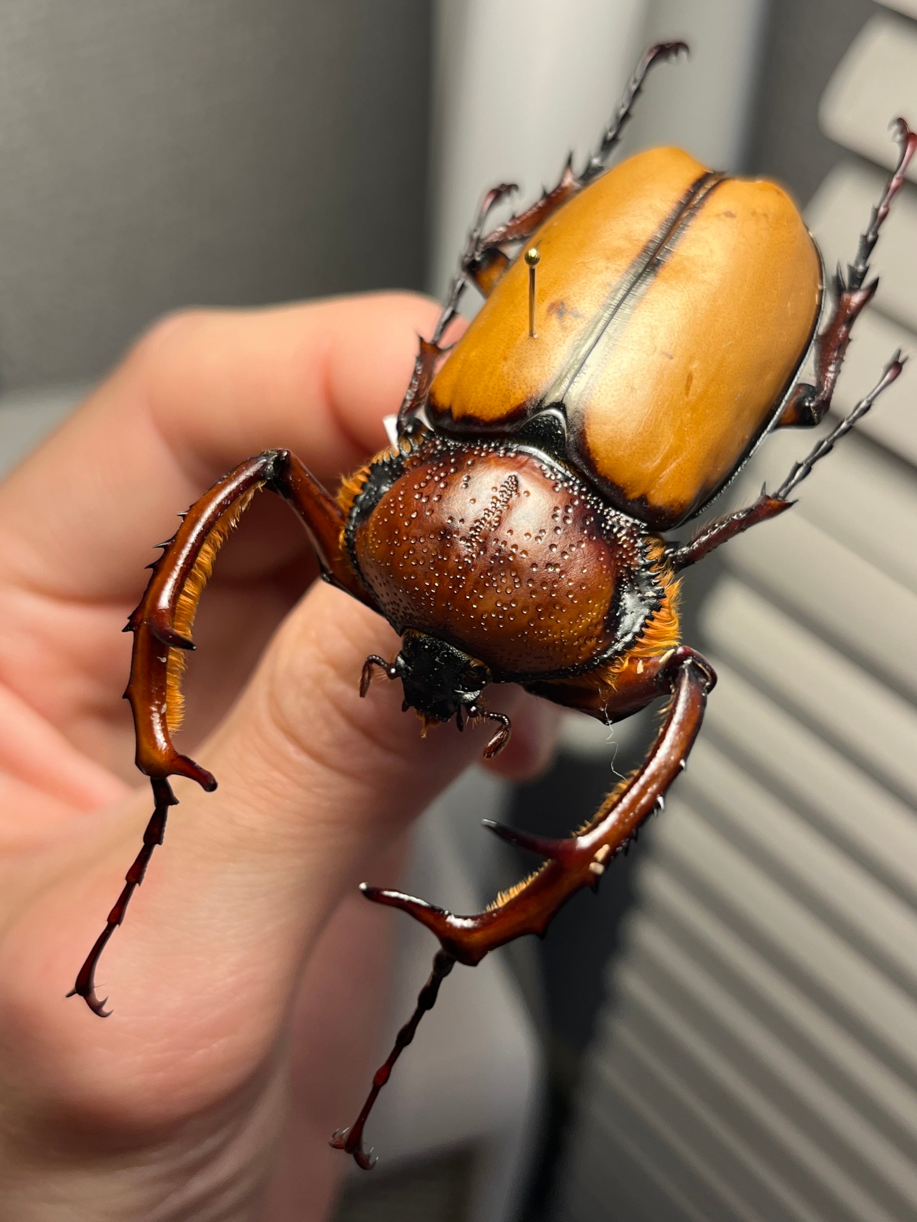伝説の七節】ロードハウナナフシに酷似のトゲアシフトナナフシオバケ
