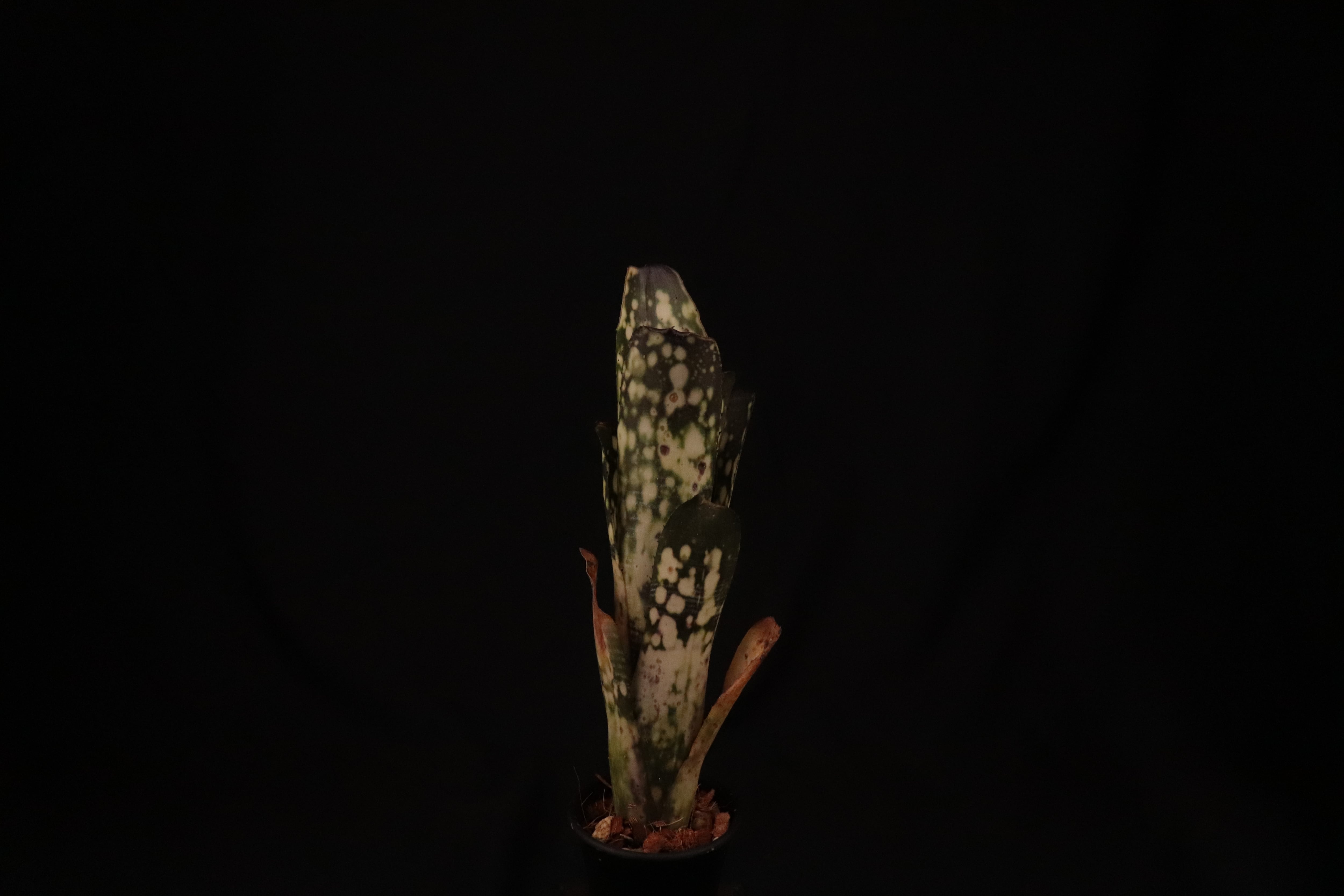 reserved】Billbergia 'Talbot fruit cake'〔ビルベルギア〕現品発送