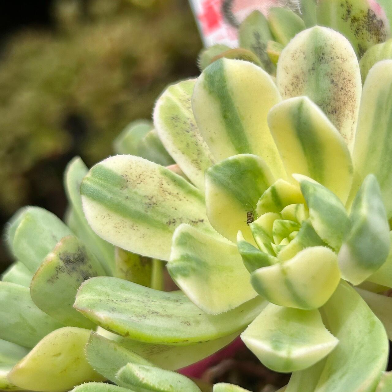 ︎︎☁︎︎様‪☆韓国苗 多肉植物 バンパイアアパロサ錦 【公式通販】‬