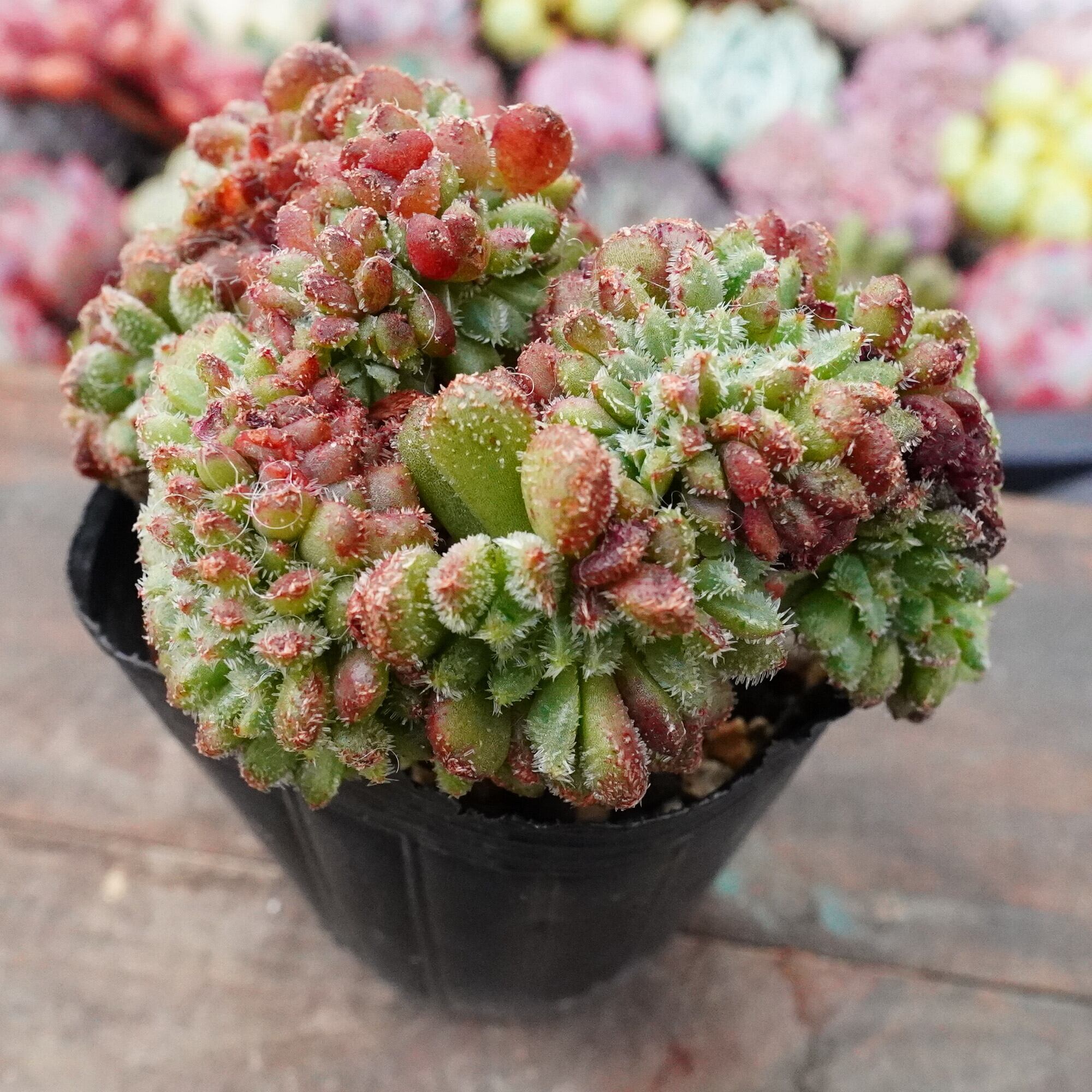 多肉植物 大苗 太幹 ピンクウィッチ 多頭 アエオニウム 美苗 #4 | PAY ID