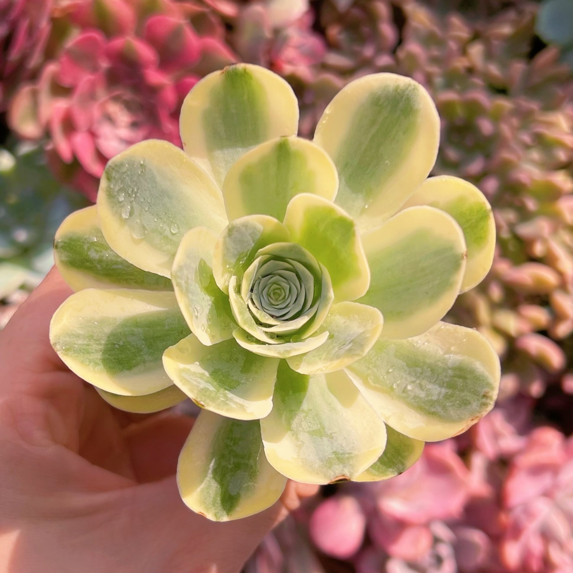 多肉植物 グリーノビア錦 新入荷 るる農園 | るる農園~多肉植物専門