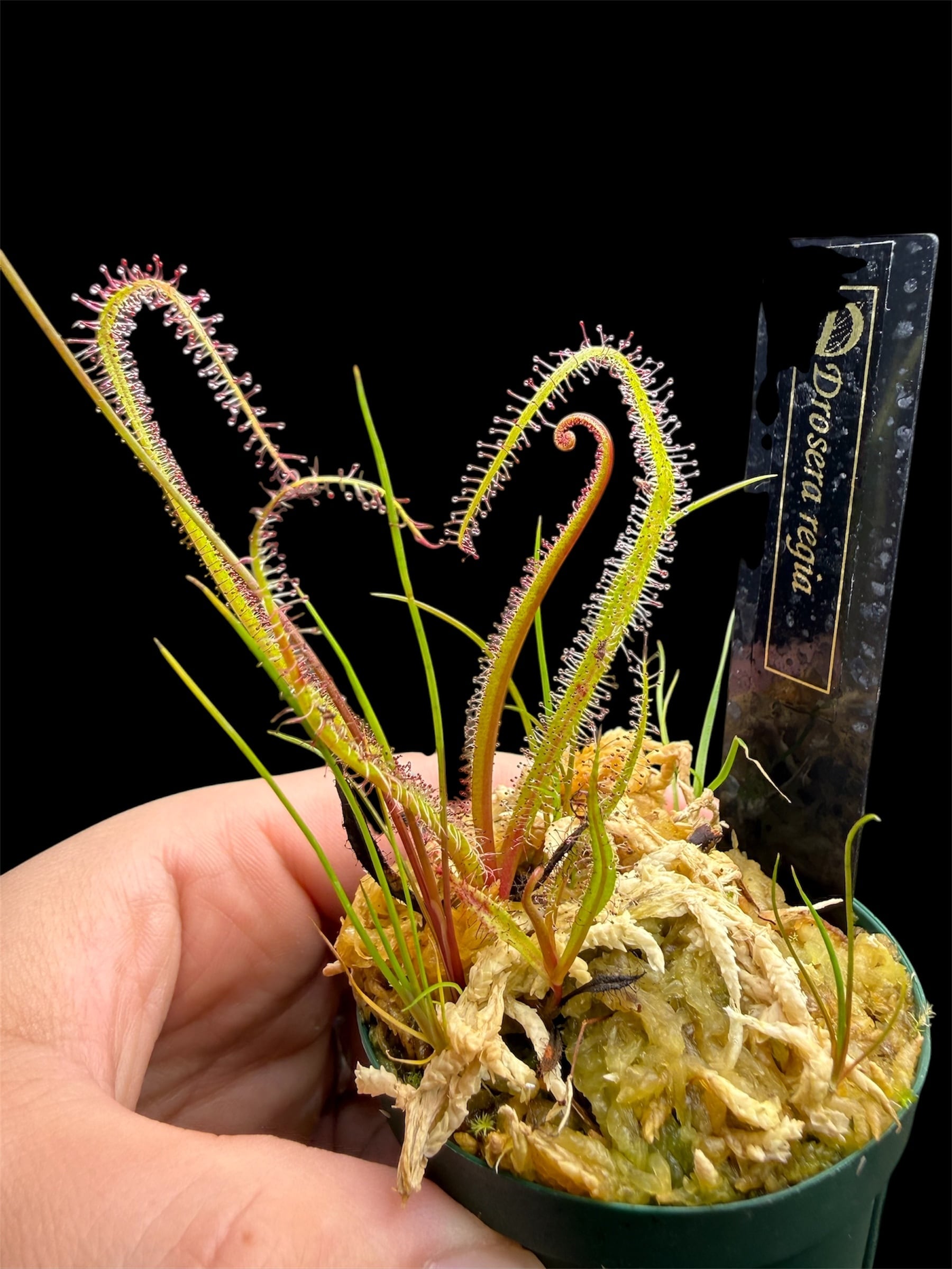 セファロタス seedling of Hummer’s Giant BCP 2芽 Cephalotus folicularis seedling of Hummer's Giant 06 BCP