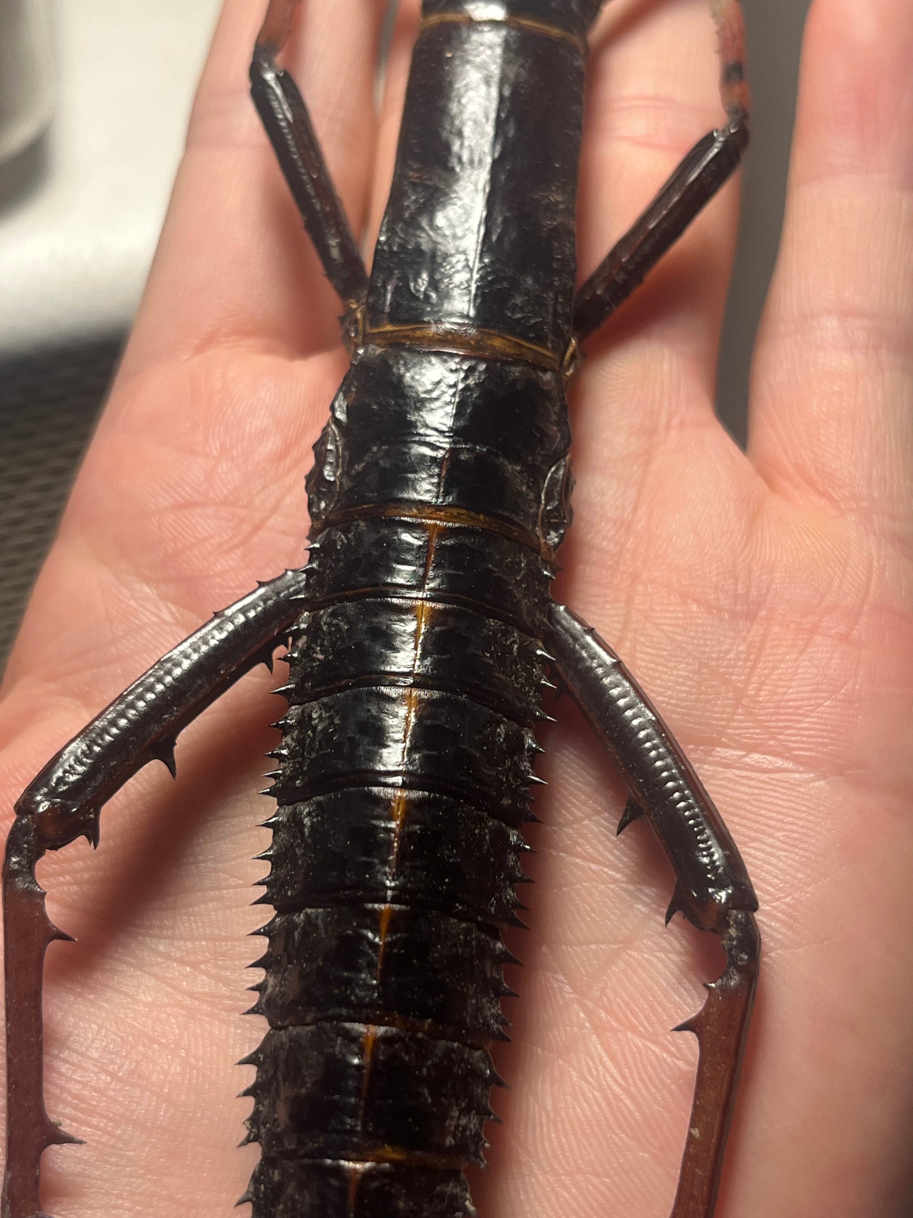 ♀】トゲアシフトナナフシオバケフトナナフシコノハムシカマキリ