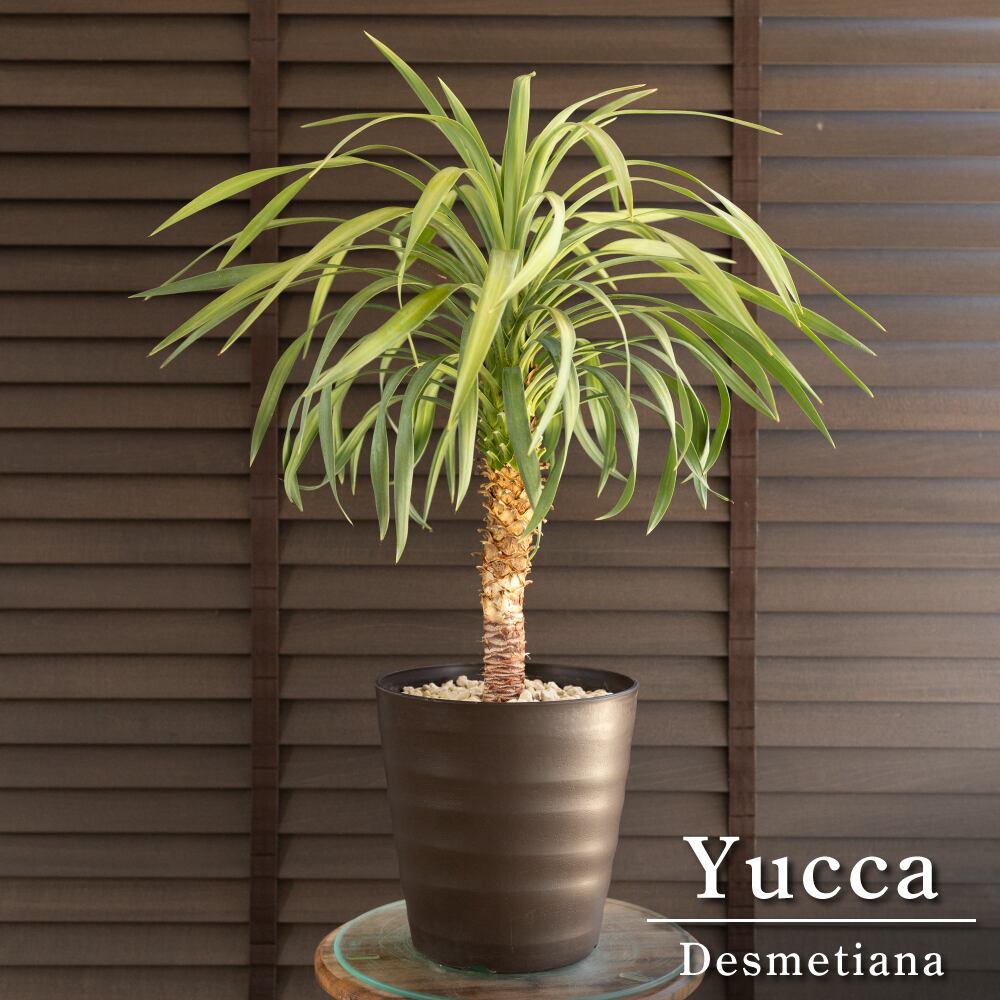 ユッカ デスメティアーナ 7号 Yucca Desmetiana ヤシ 幹立ち 0814BR