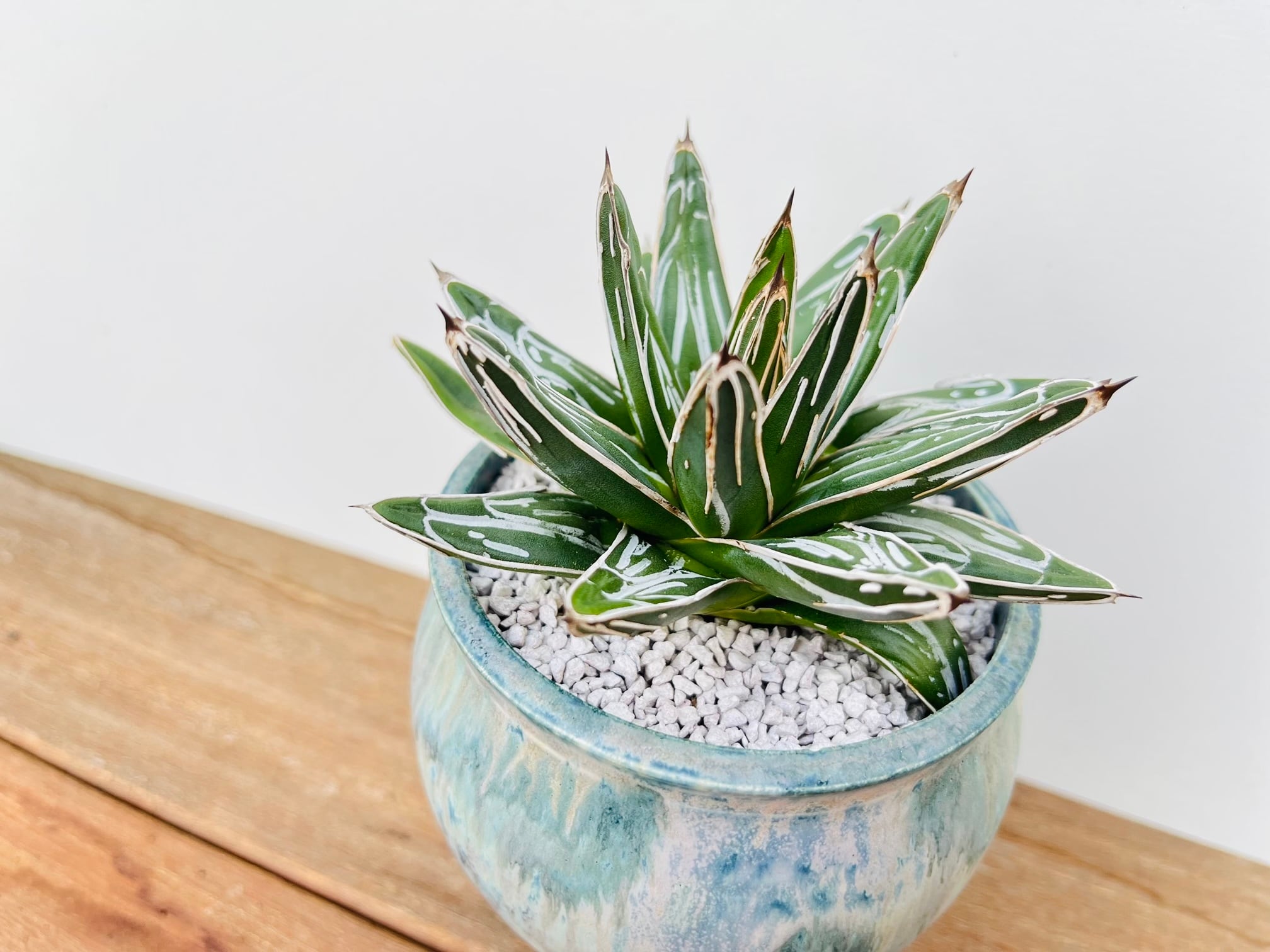 アガベ 笹の雪 名峰富士 Z6 アガベ 笹の雪 名峰富士 選抜