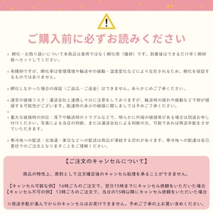 【有精卵】孵化用 豊橋産 日本うずらの卵 10個入り 3パック