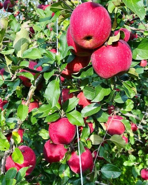 葉取らずコスモふじ家庭用　2kg