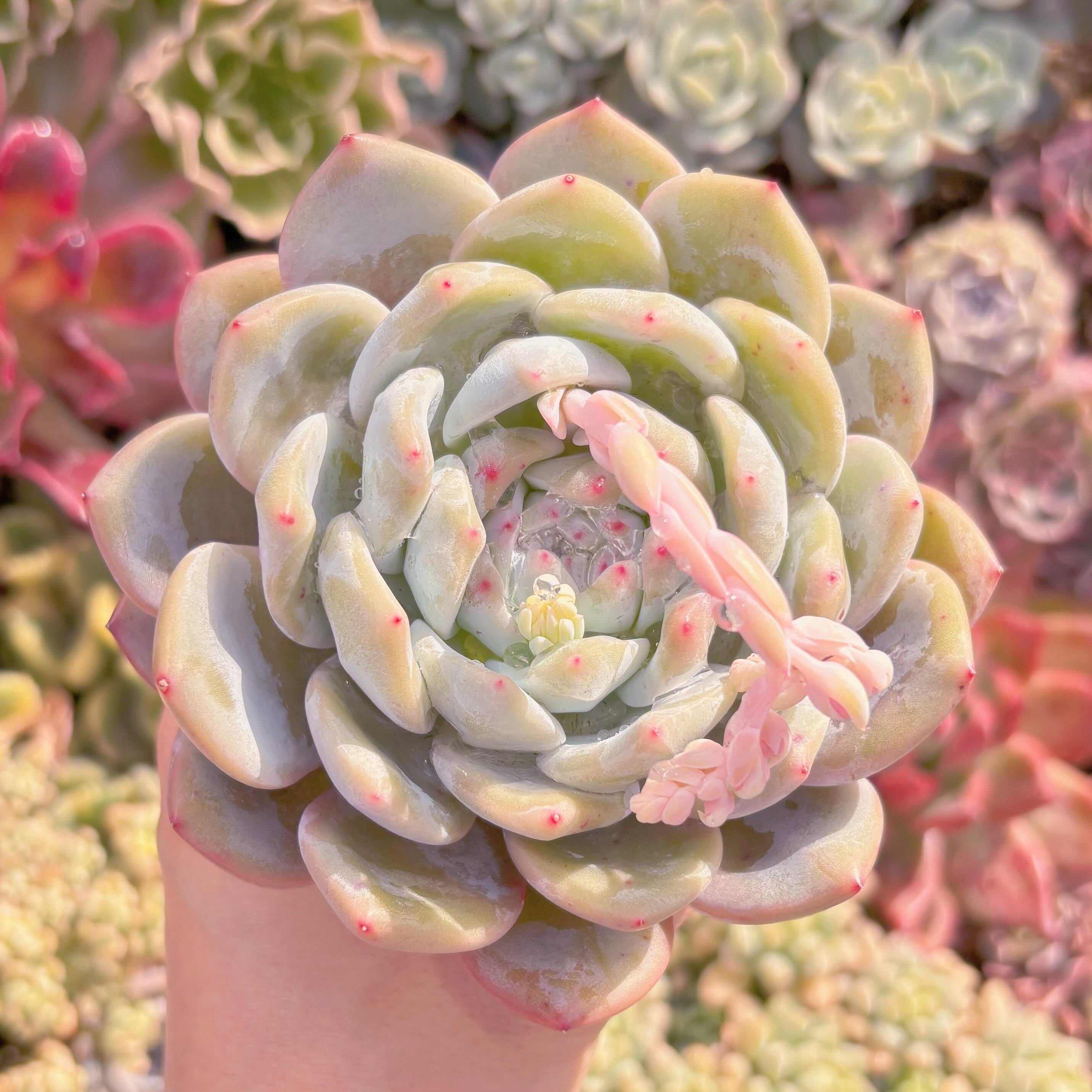 現品　星影#837　大苗　新入荷　るる農園