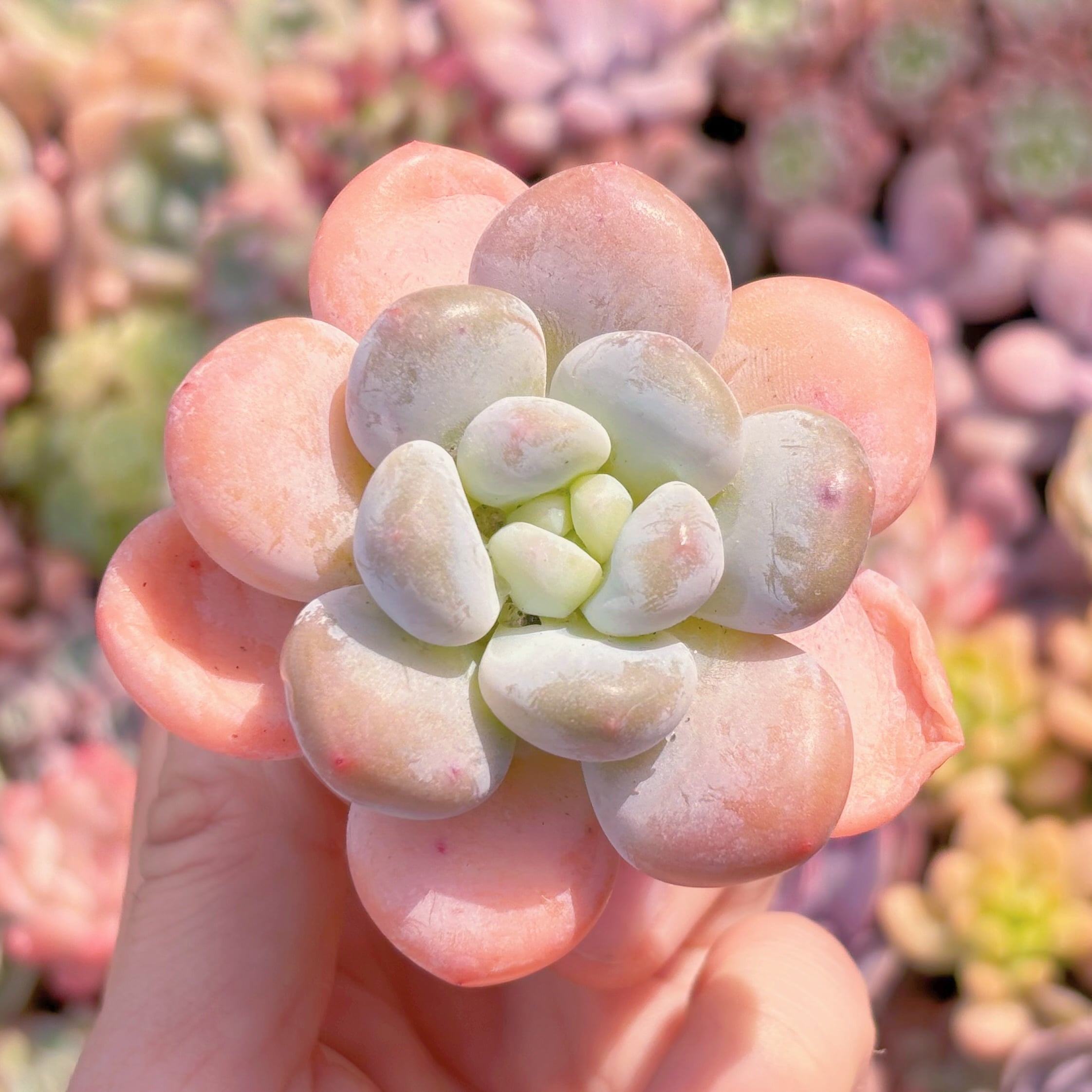 多肉植物　花妖精　新入荷　るる農園