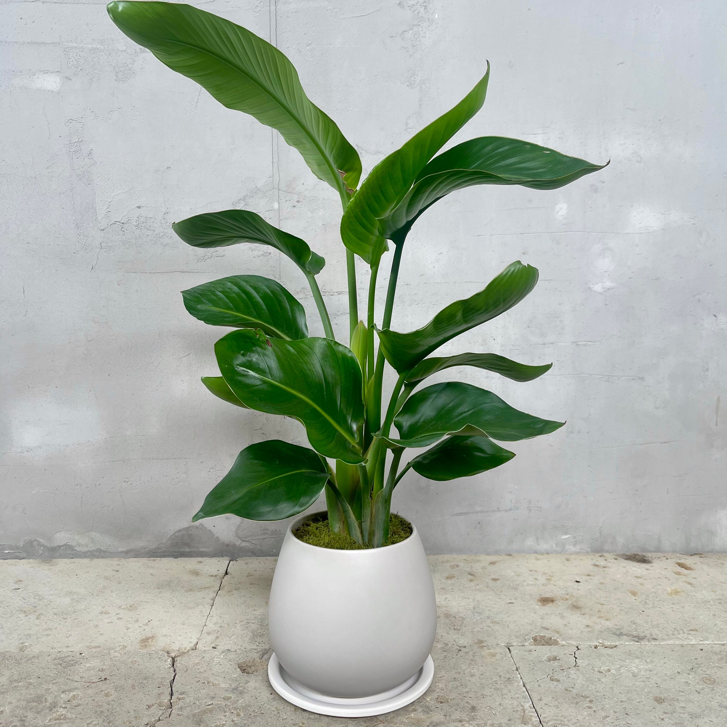 ストレリチア オーガスタ 4株 天然苔仕立て 陶器鉢 植え込み発送