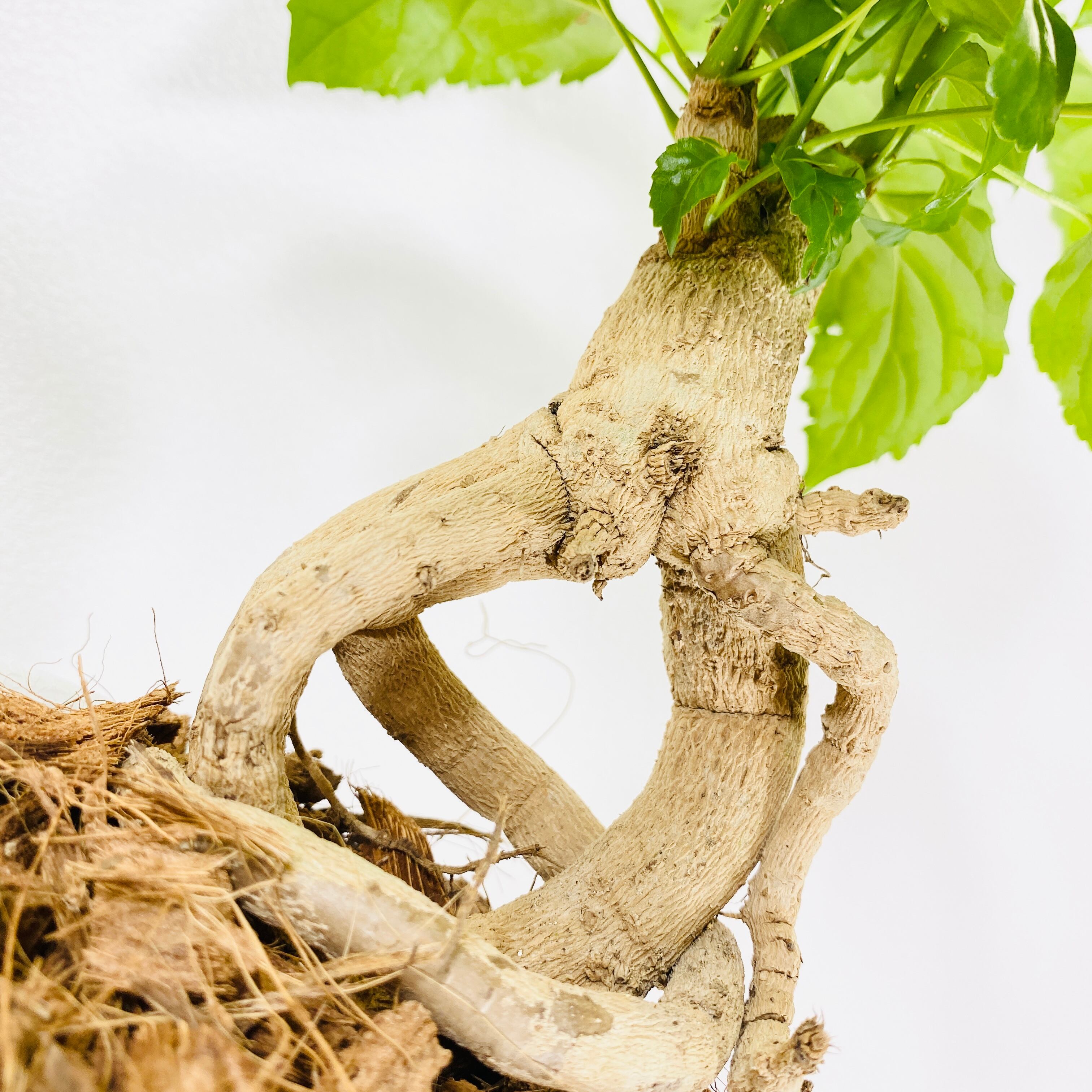 ヘテロパナックス 観葉植物 1点もの Herbree 観葉植物の通販