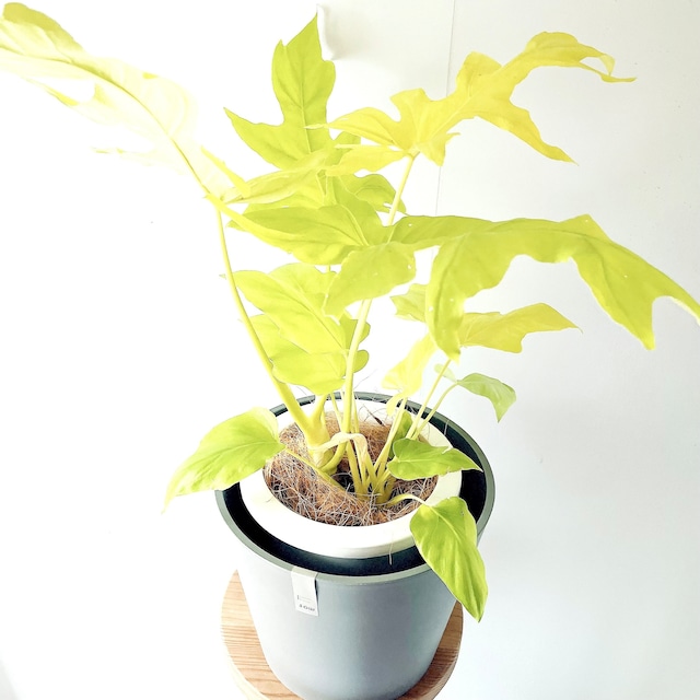 フィロデンドロン セロームゴールド 観葉植物 calm cafe