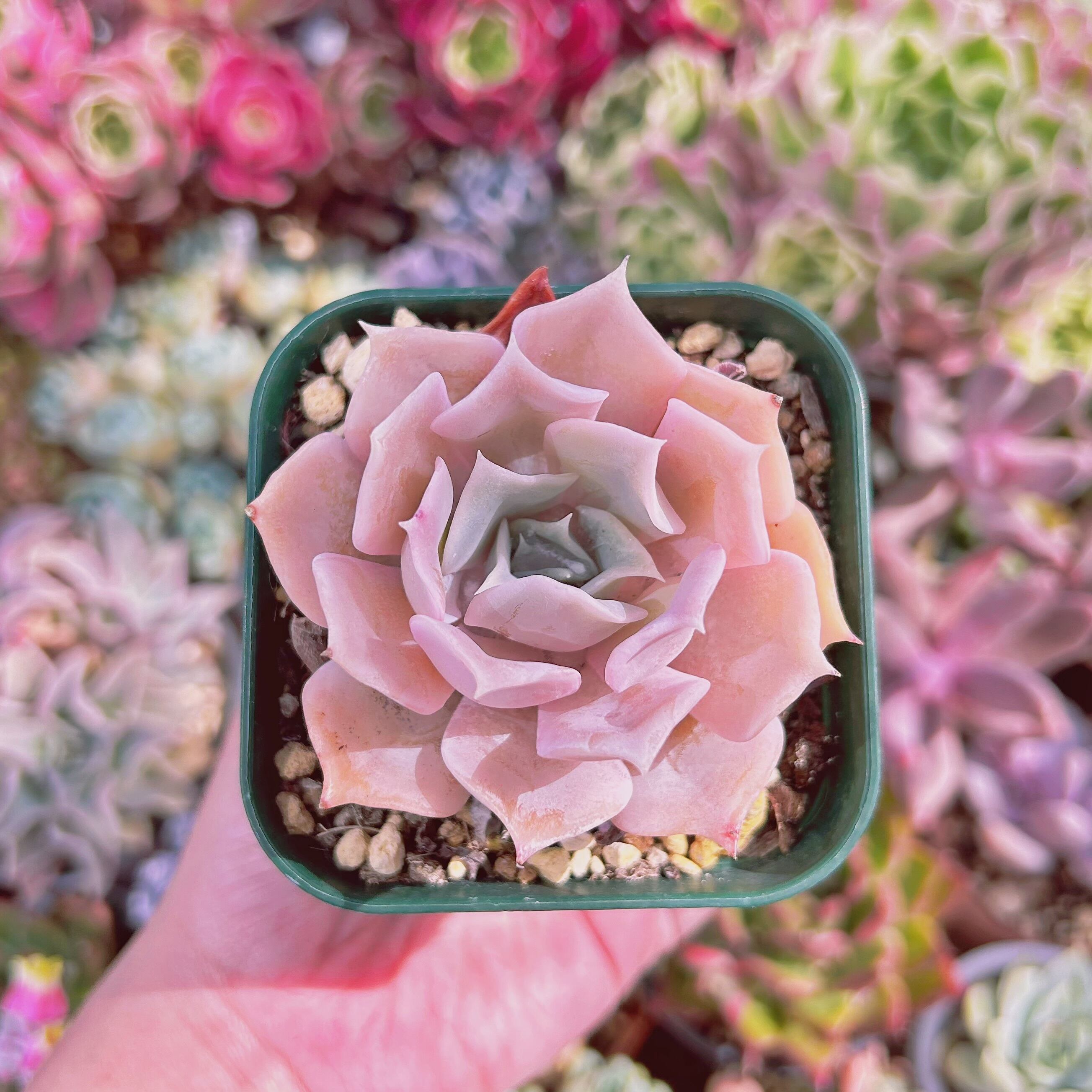 235現物 多肉植物 クジラ(Echeveria 'Blue Whale') 抜き苗 | るる農園