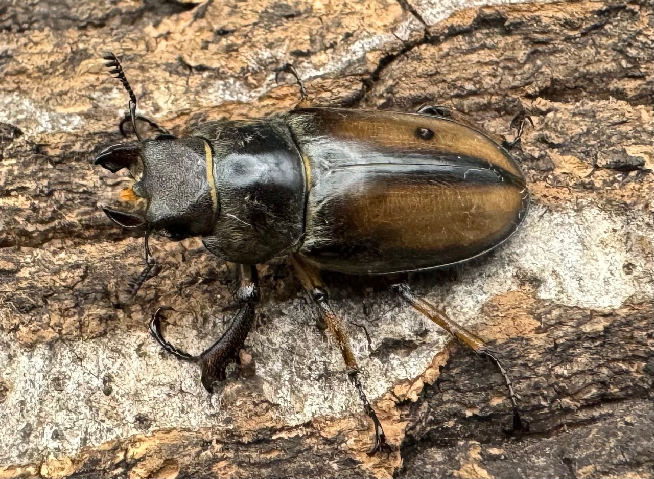 【WD】《デラバイミヤマ ♀単 A’品》①