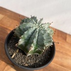 Euphorbia horrida【ユーフォルビア・胴太白ホリダ】