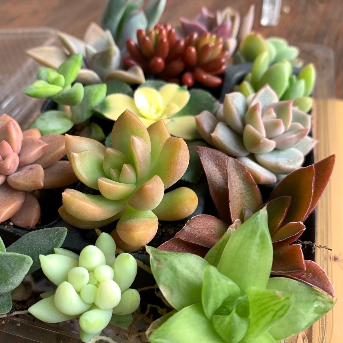 多肉植物抜き苗ミックス | 京都 おむろ YUUKIESGARDEN(ゆうきいずがあでん) 