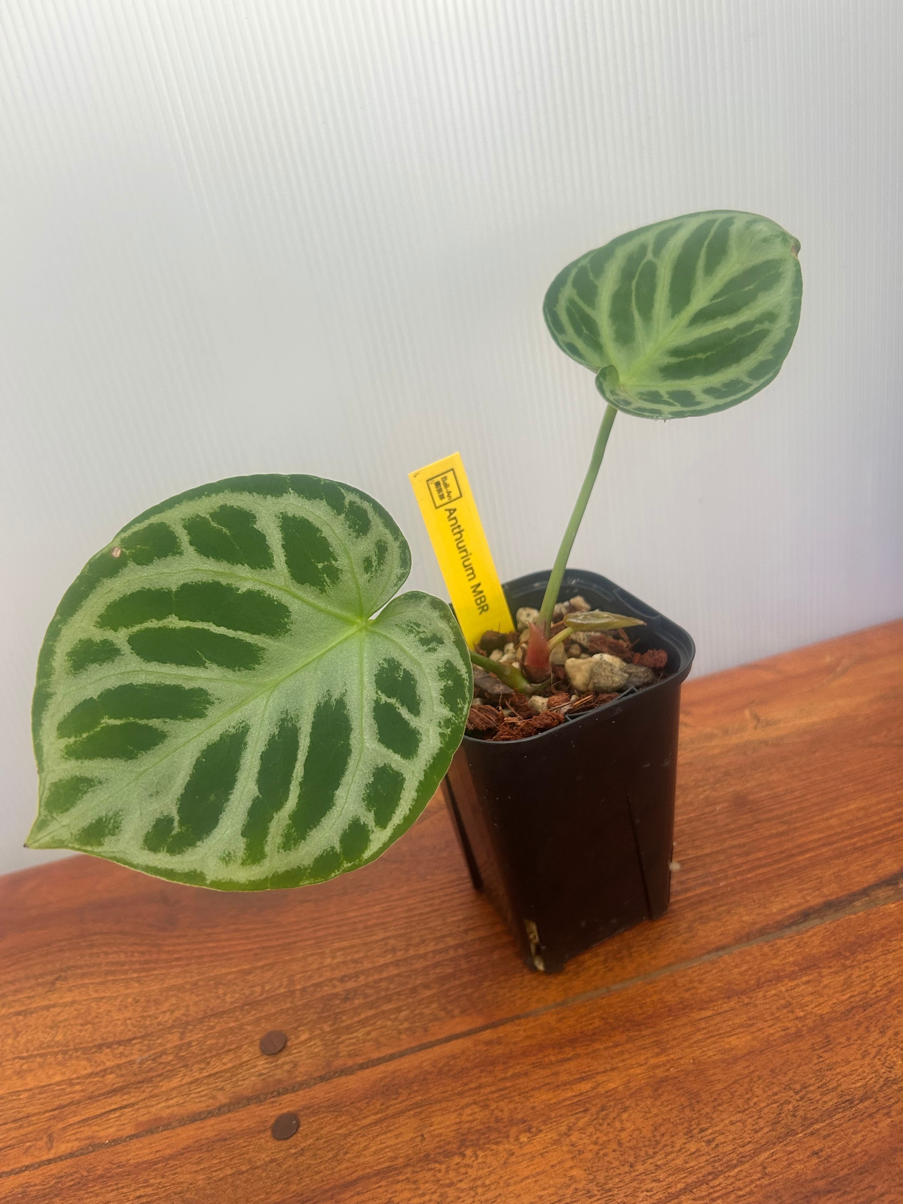 Anthurium | BA PLants