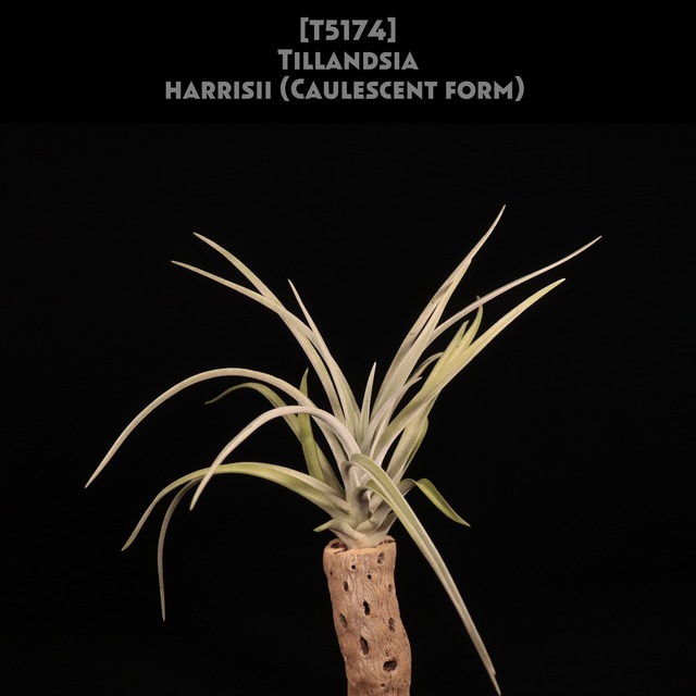 【送料無料】ハリシーXL〔エアプランツ〕現品発送T0083