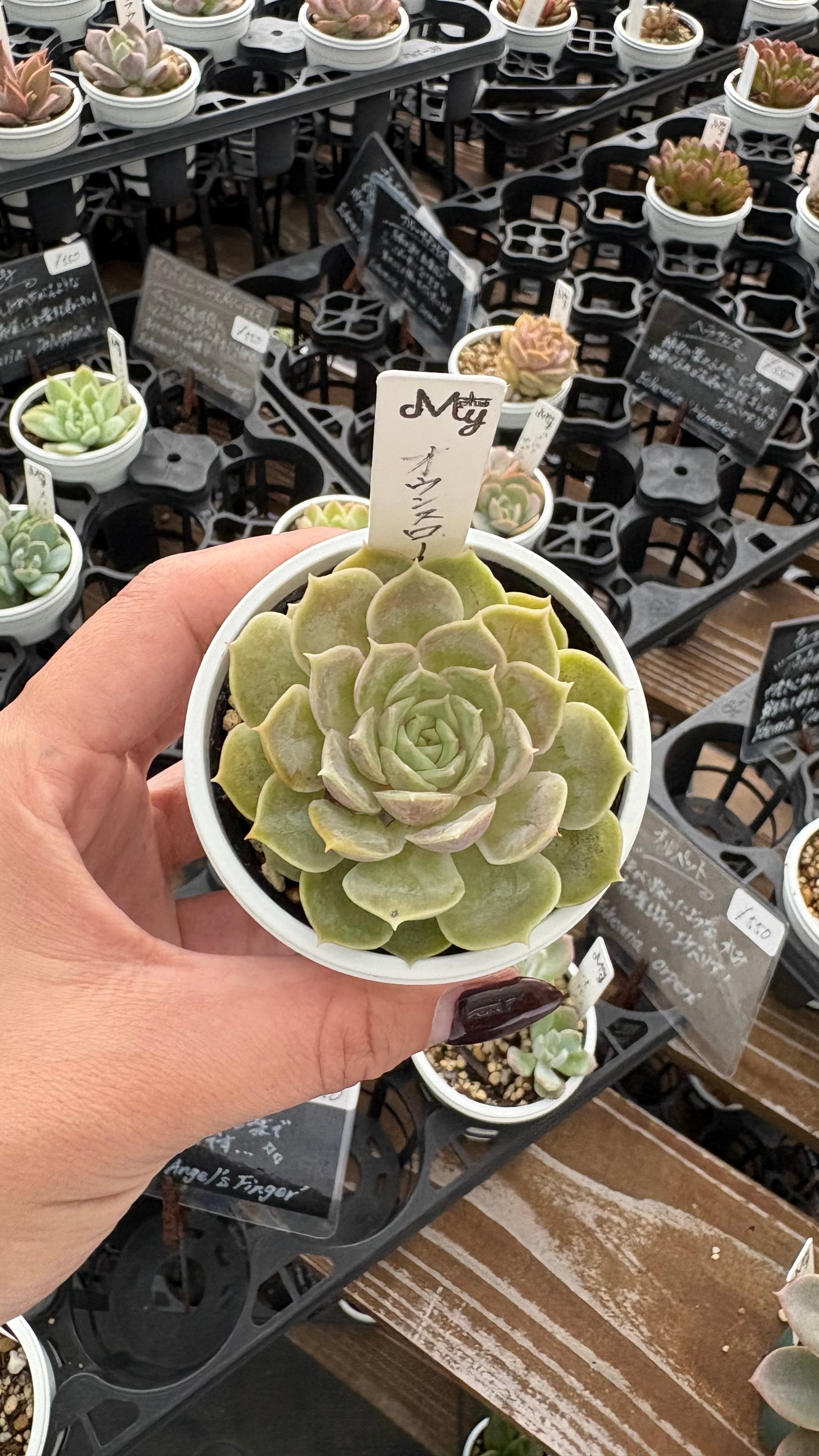 ピンクベリー 多肉植物 セダム 安心の生産ポットそのまま販売（8個