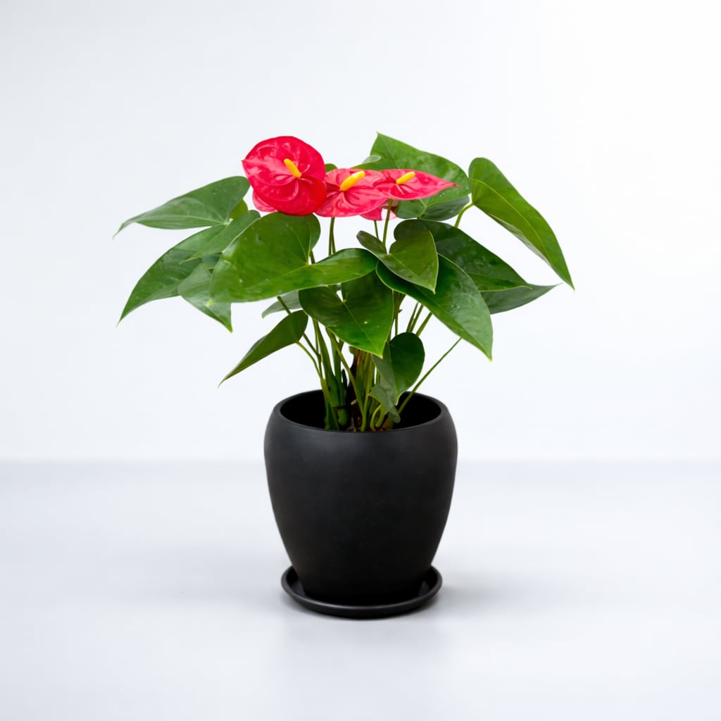 【お祝い・インテリア用】アンスリウム 5号 陶器 レッド