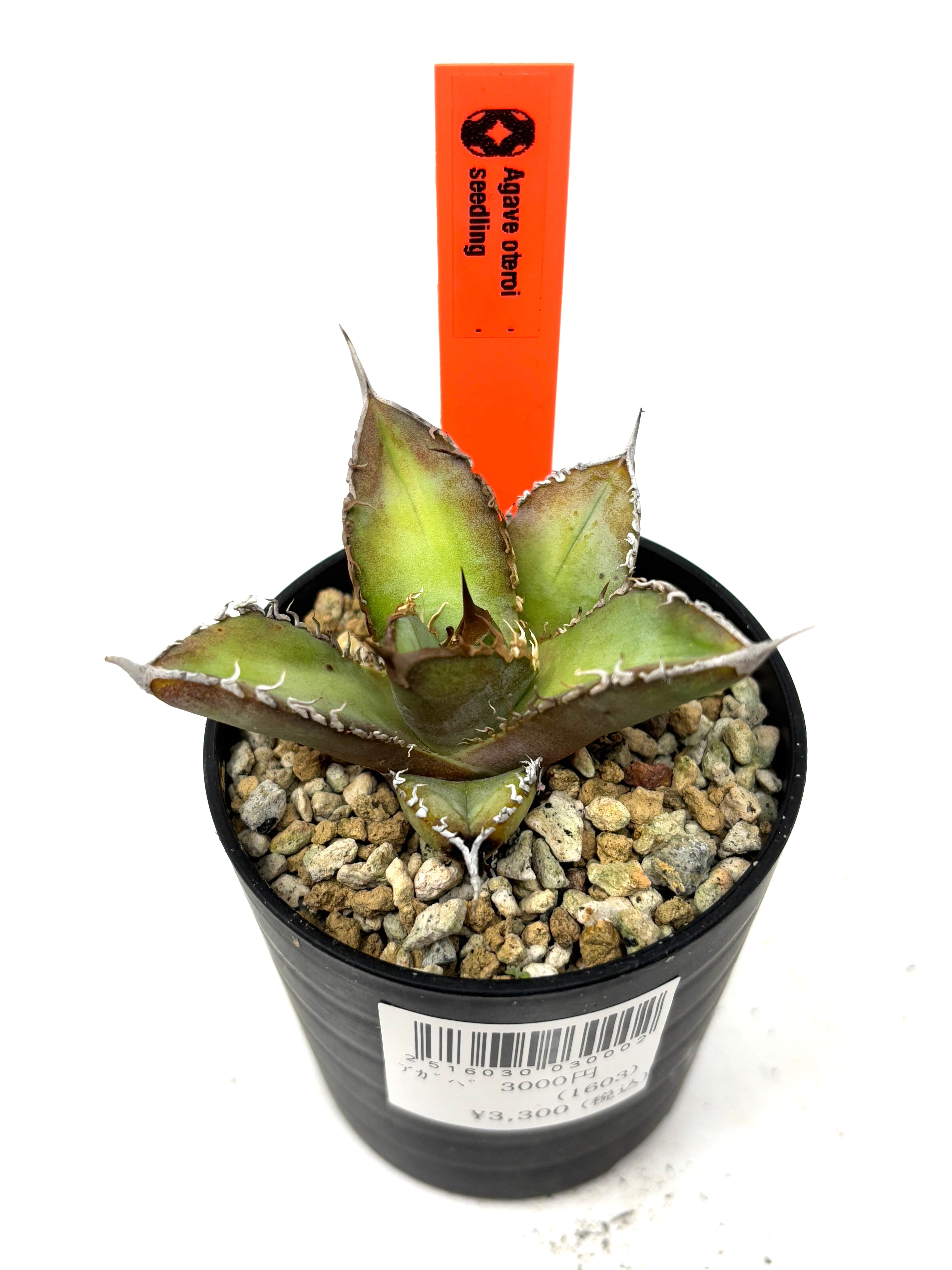 アガベ オテロイ 実生【229】