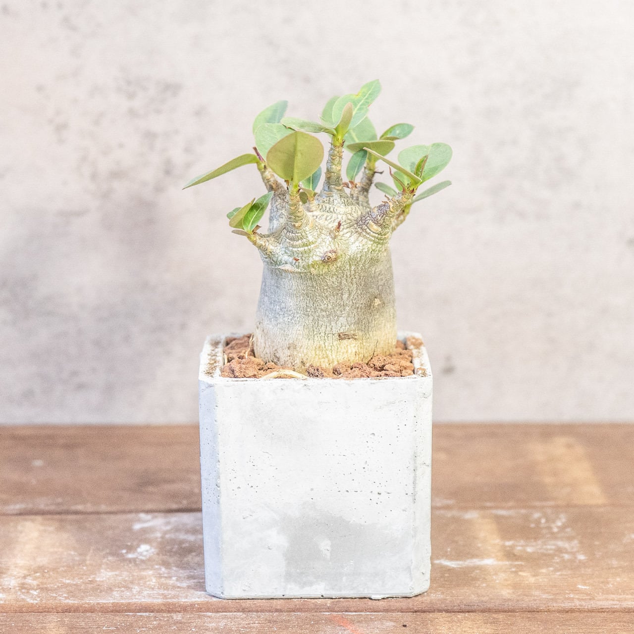 球体に稜線が走る端正な姿。手づくりモルタル鉢で楽しむユーフォルビア・バリダ（中型株・幅8cm）｜虫発生抑制（全国一律送料850円）