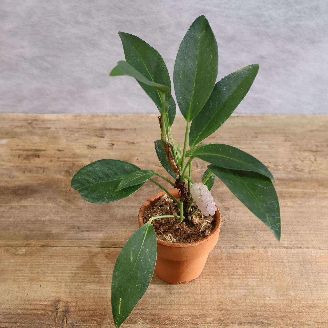 277 小さな宝石『アンスリウム スカンデンス』｜観葉植物【送料無料