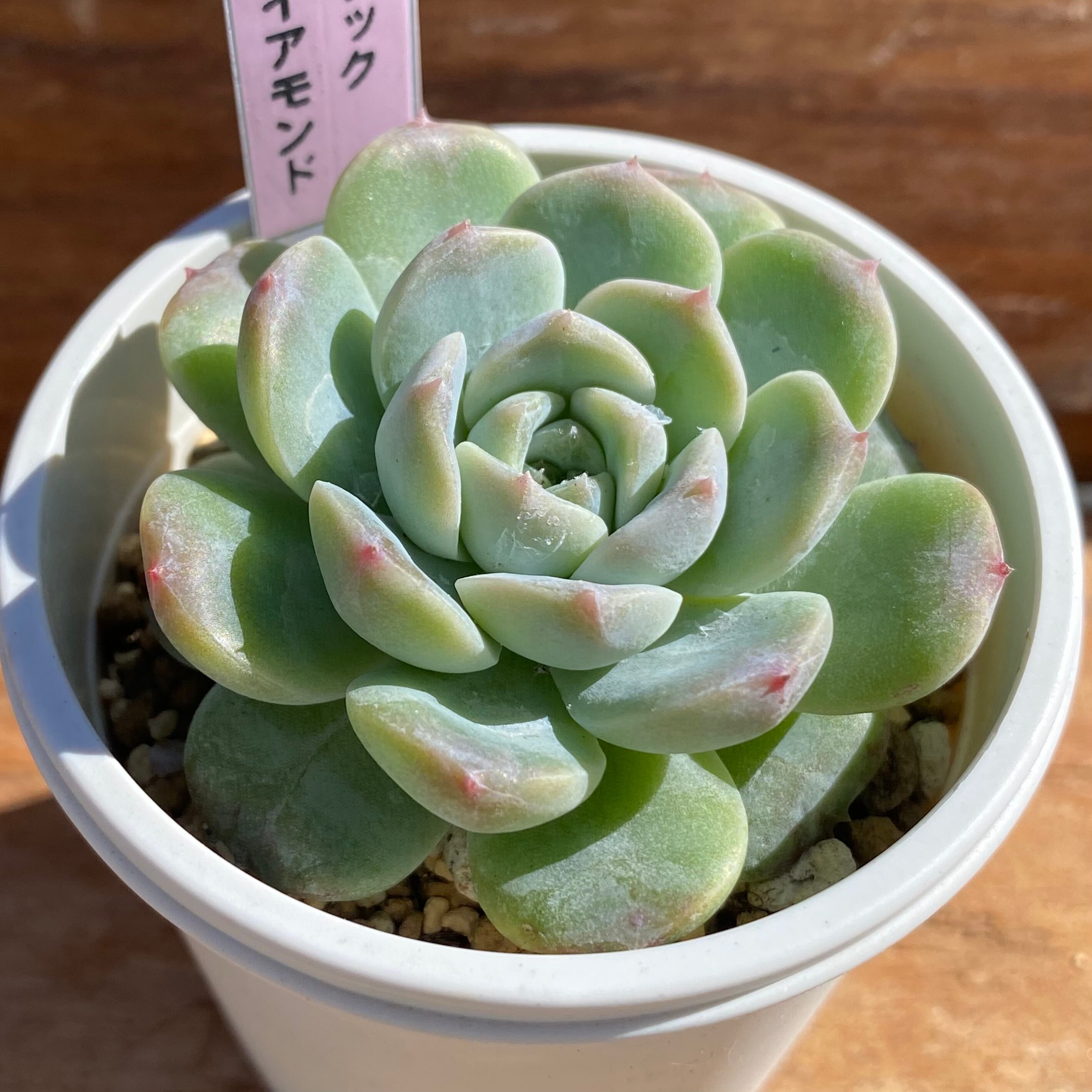 ハオルチア ピグマエアミュータント実生 特異株 | mocono_plants