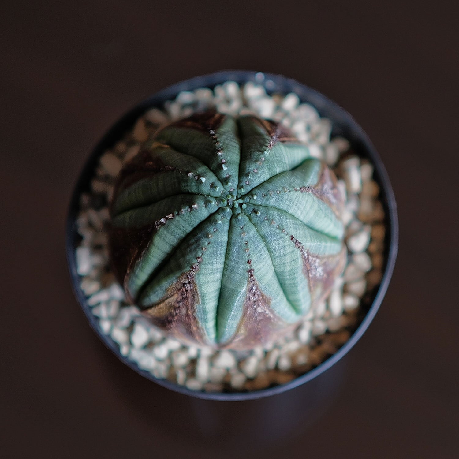 美模様オベサ ユーフォルビア【発根株】木質化 美模様 木質化 マイクロ オベサ / ユーフォルビア | LIGHTHOUSE