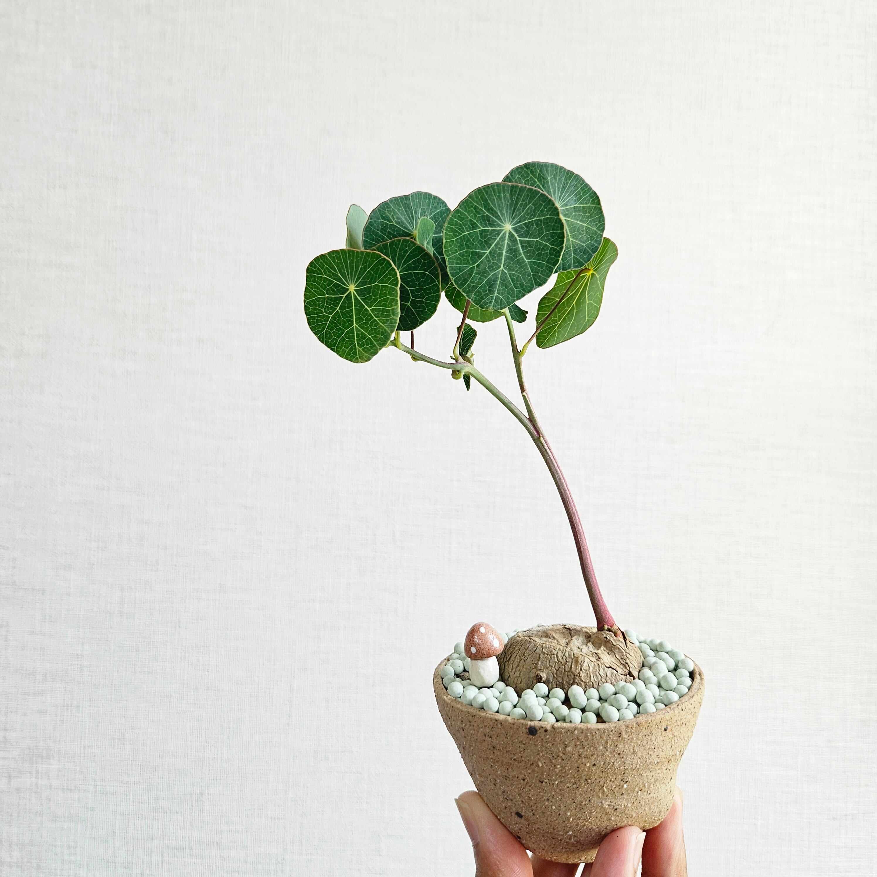 現物♡〚ステファニア エレクタ〛Stephania Erecta