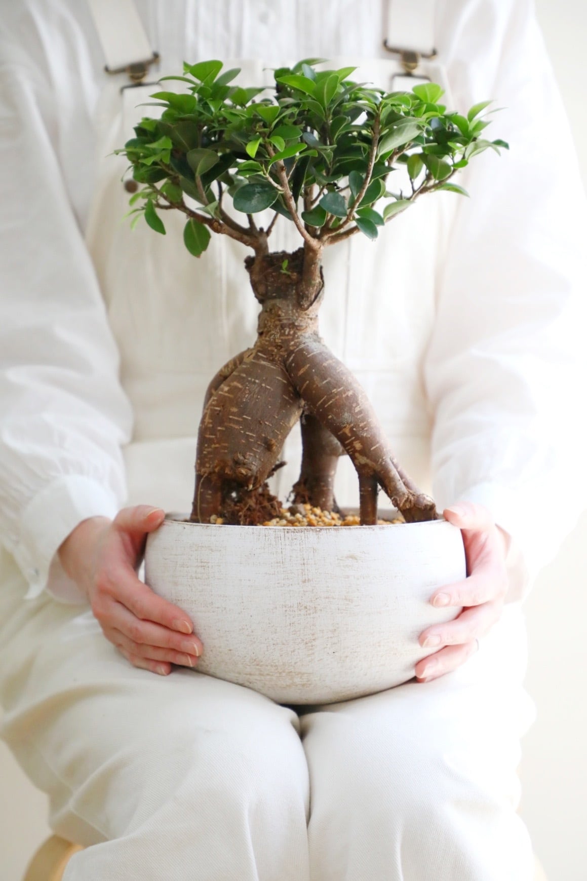 M】ガジュマル/Ficus microcarpa | 【厳選植物・器】MIDORI DOUMEI 翠
