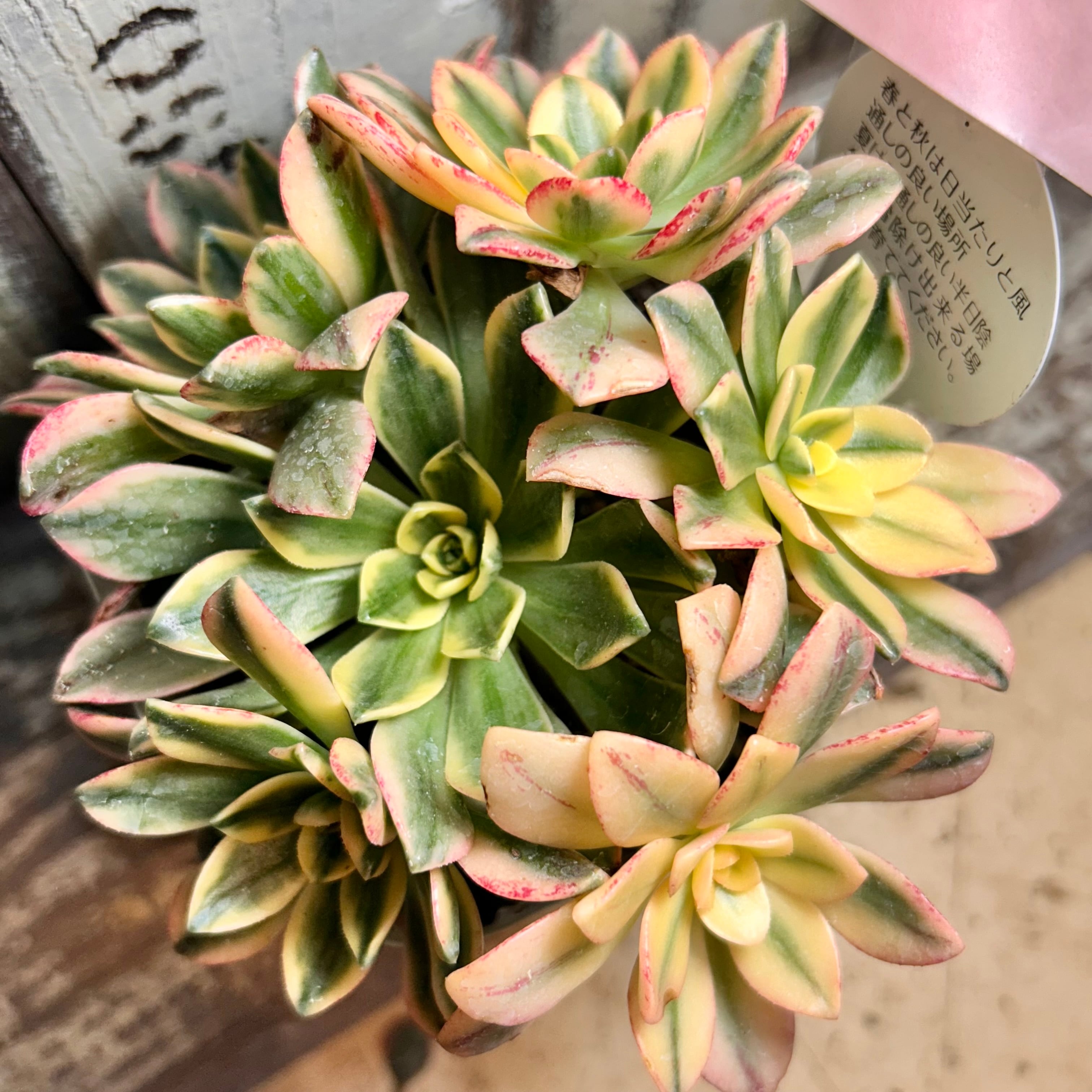 アエオニウム | RuPo 多肉植物専門店