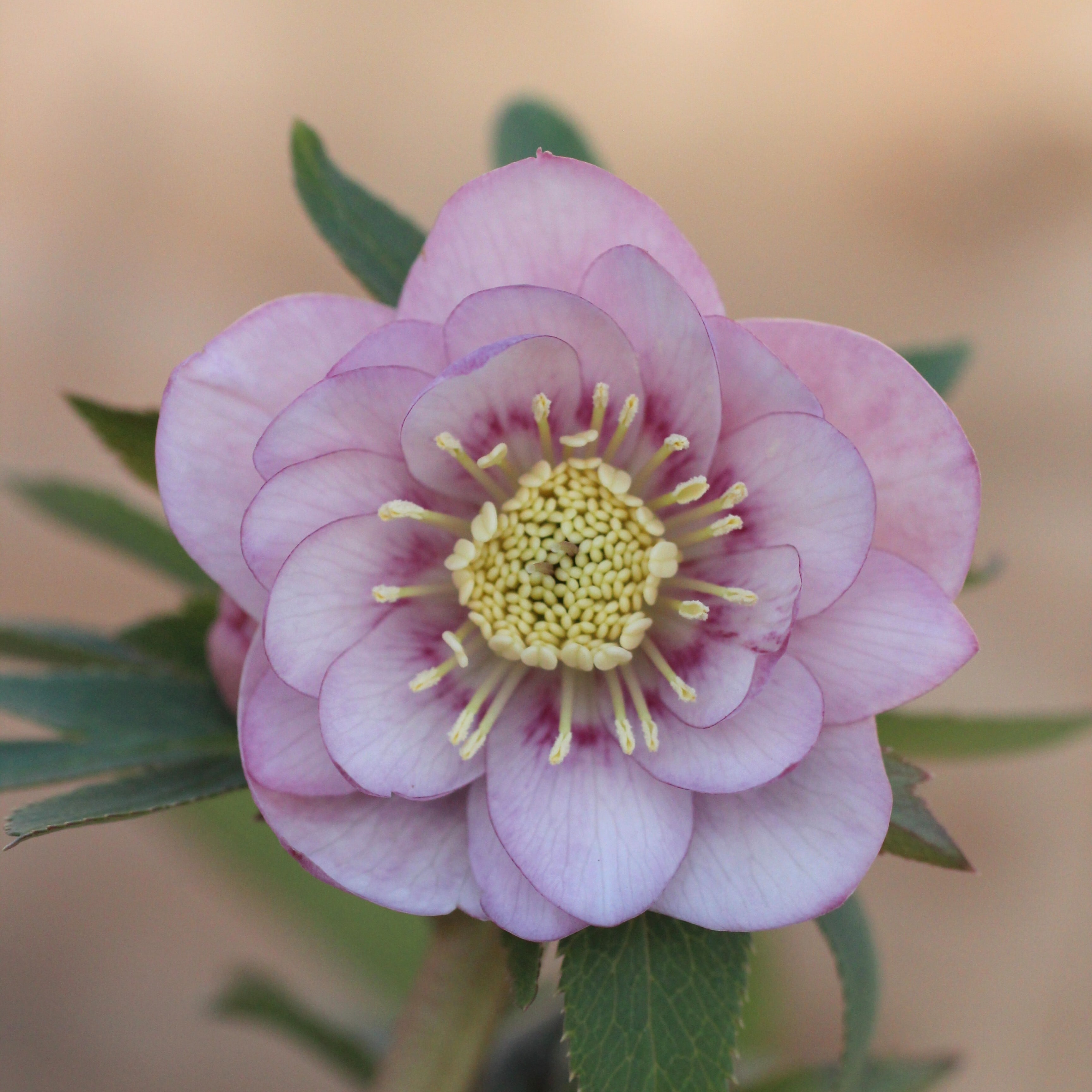 WS26-060 クリスマスローズ ウィンターシンフォニー 桃色の静ダブル