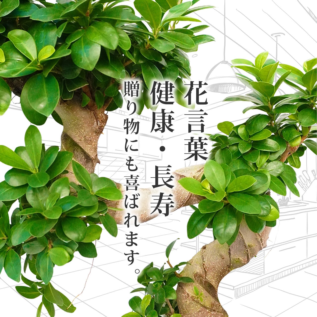 お洒落に飾れる珍しい形のS字ガジュマル 7号 （白長陶器