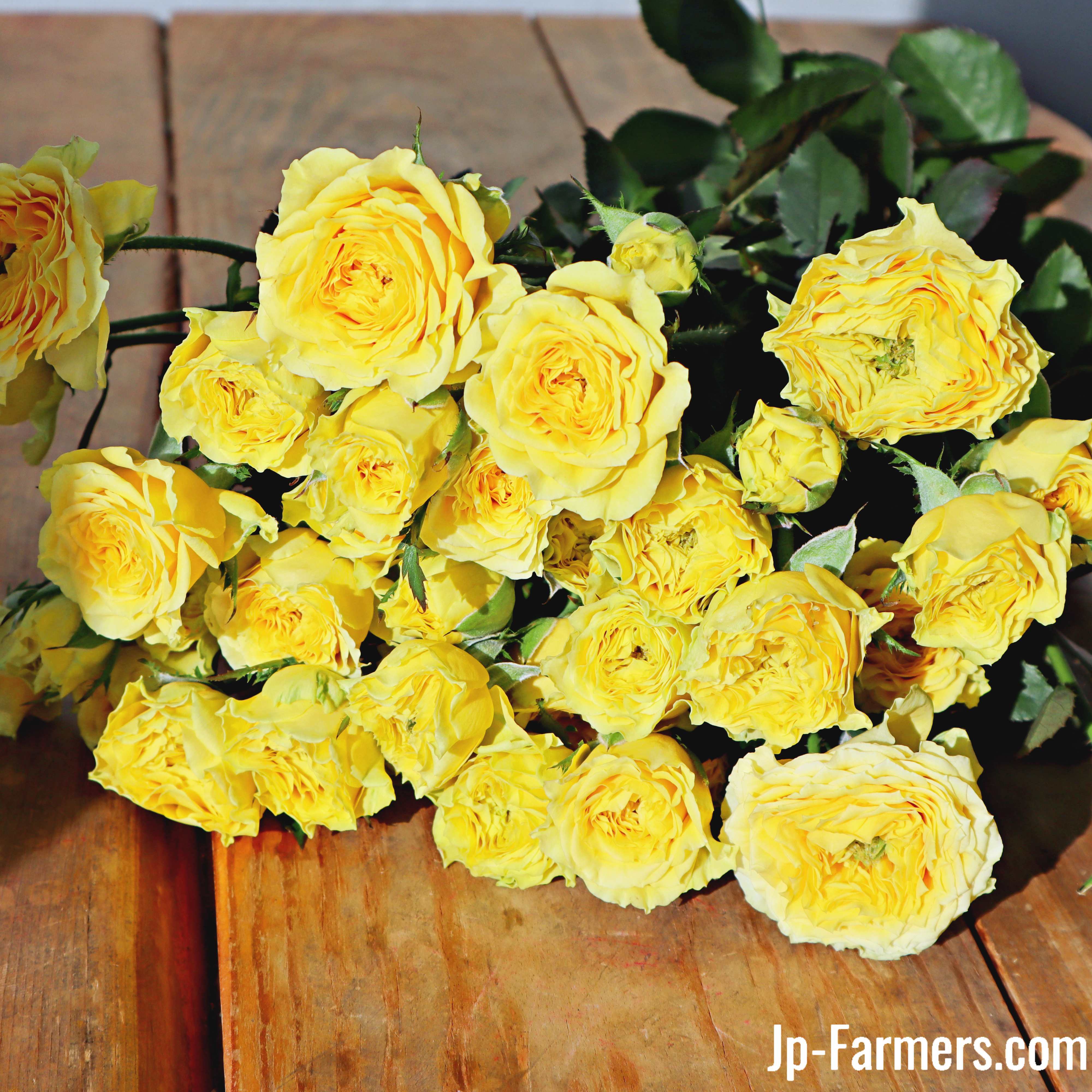 おすすめ新品種 FINEROSE ☆SPバラ 品種名：ライムローズ