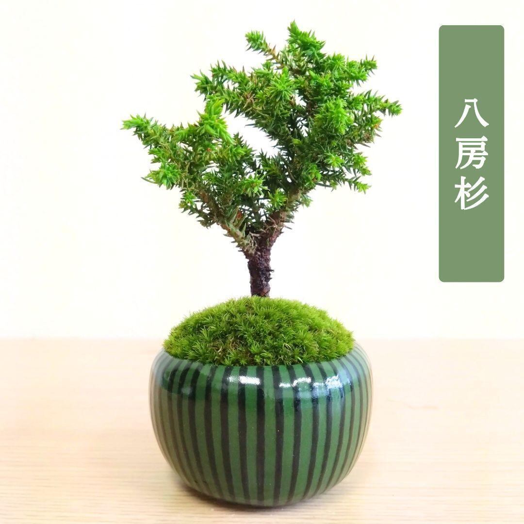 POTOCO 唐楓 カエデ 観葉植物 ストライプ 陶器鉢 盆栽 小品盆栽 苔玉