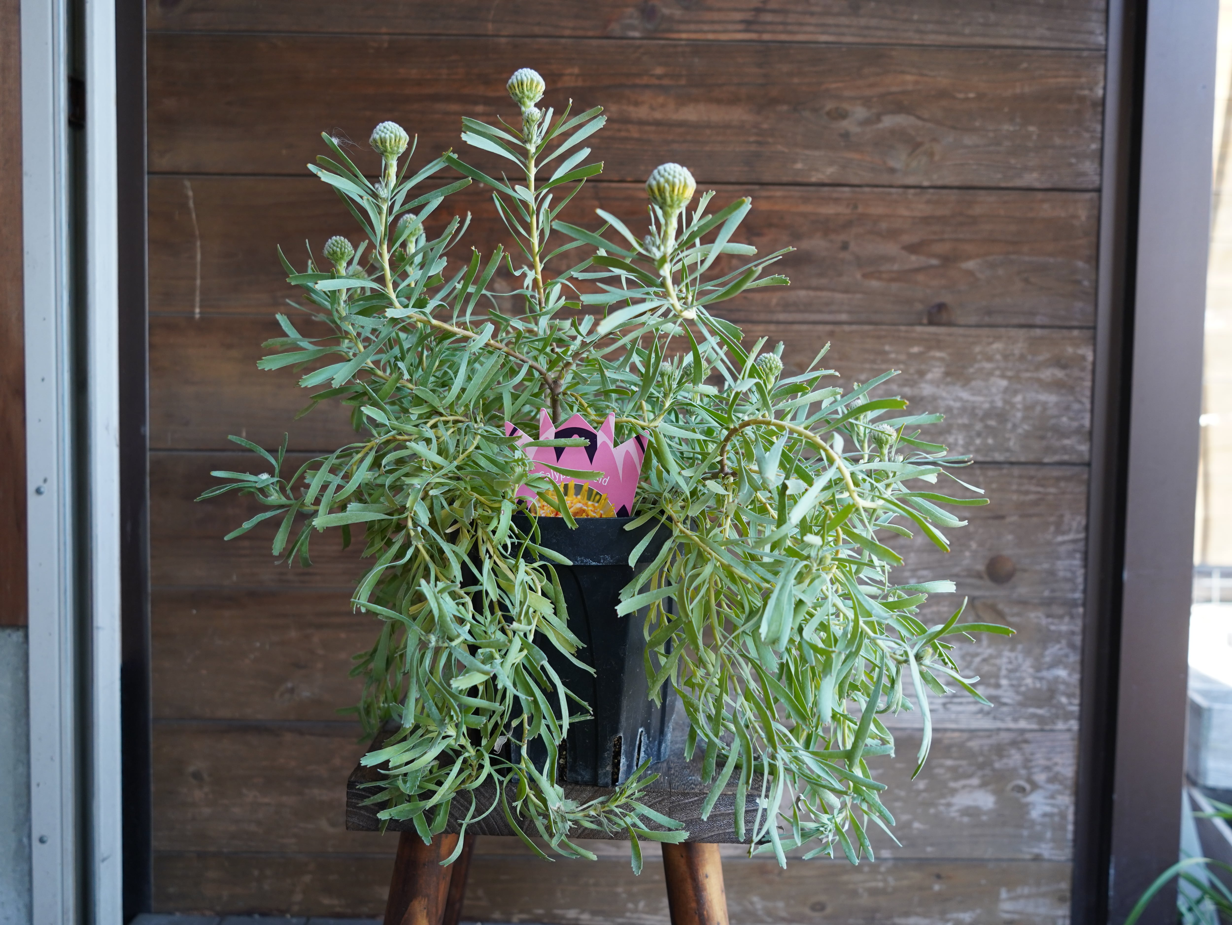 【現物】リューコスペルマム "カリプソゴールド"