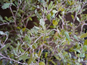 【現物】グレビレア　”ホーリホワイト”