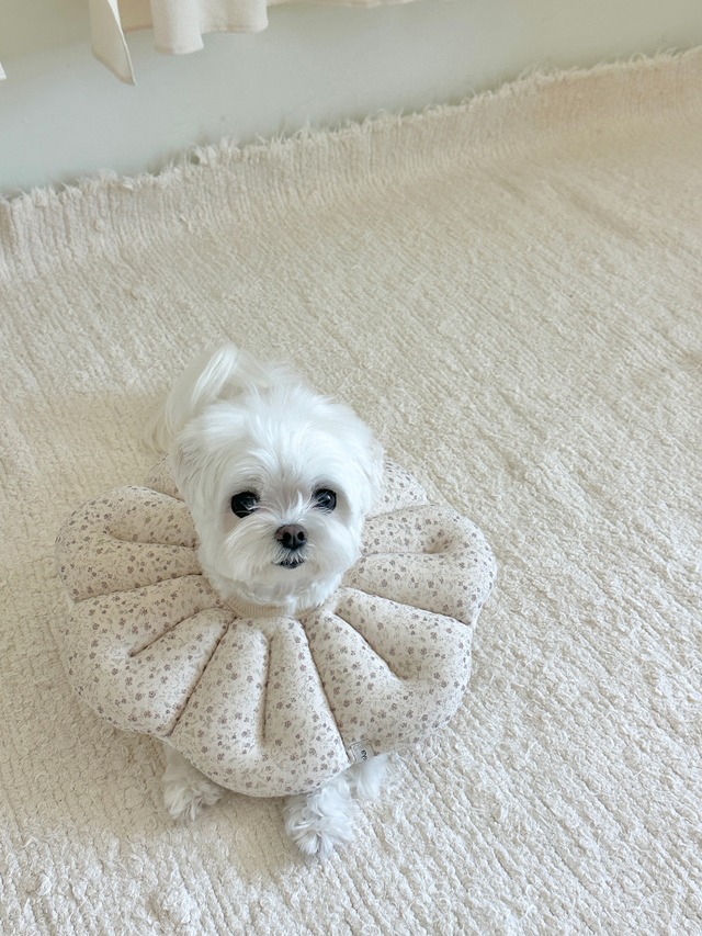 〈予約アイテム〉EYOU  /ピオナネックカラー  ソフトブロッサム Lサイズ