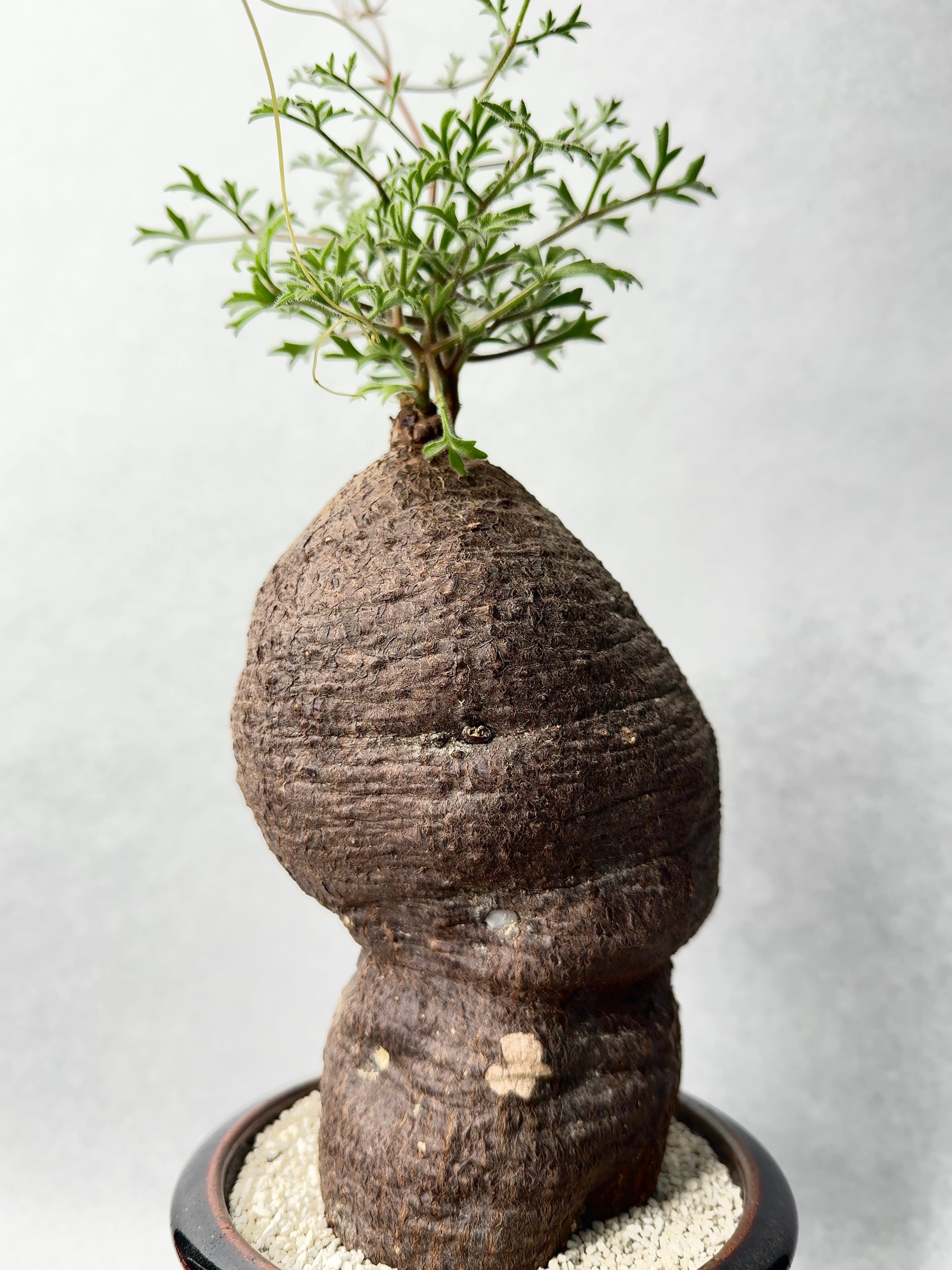 キフォステンマ・モンタグナッキー | trigger