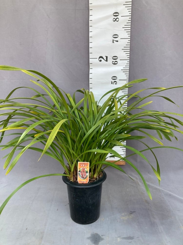 キンリョウヘン大株 花芽5芽以上 | 日本ライン花木センター