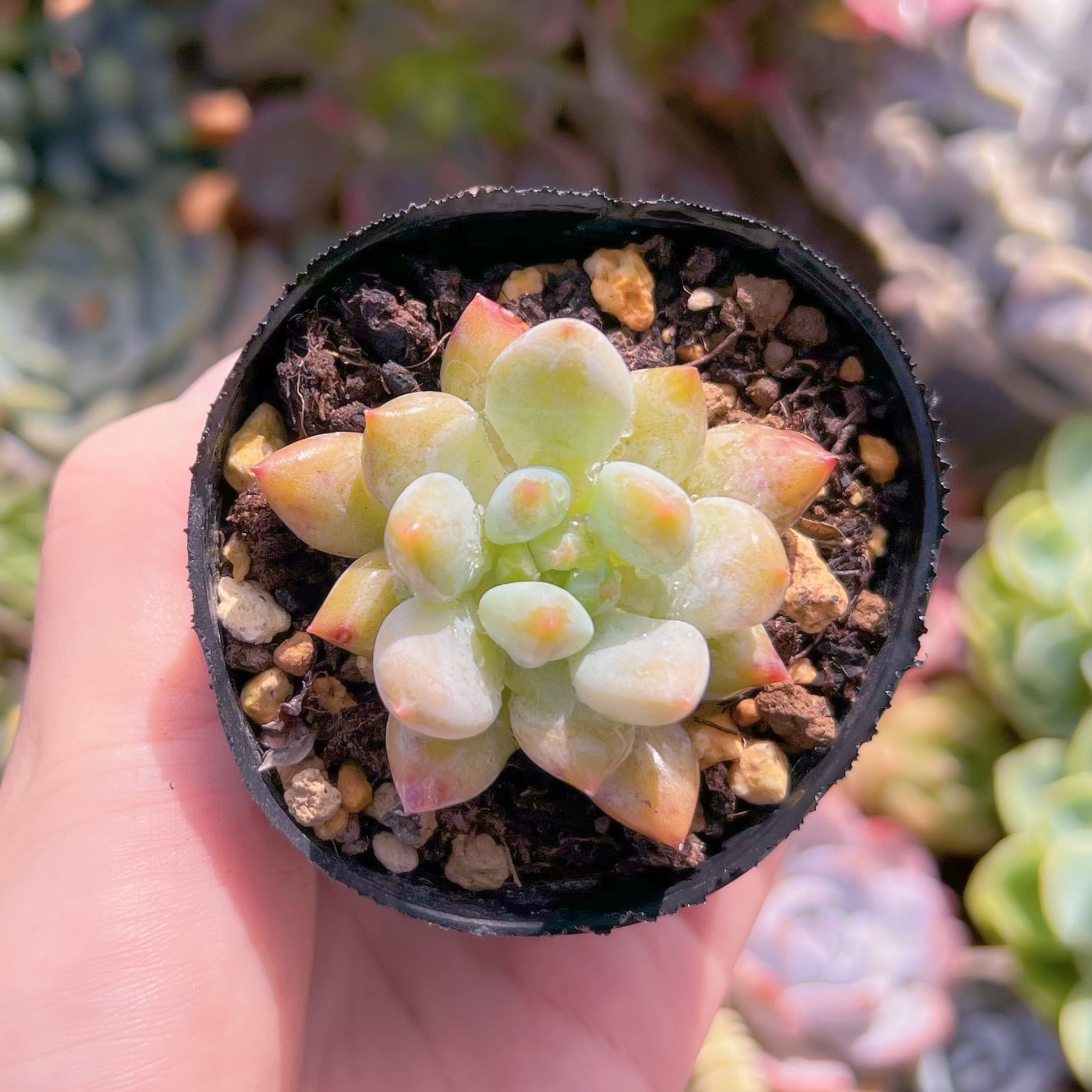 現品　半夏#C50　るる農園