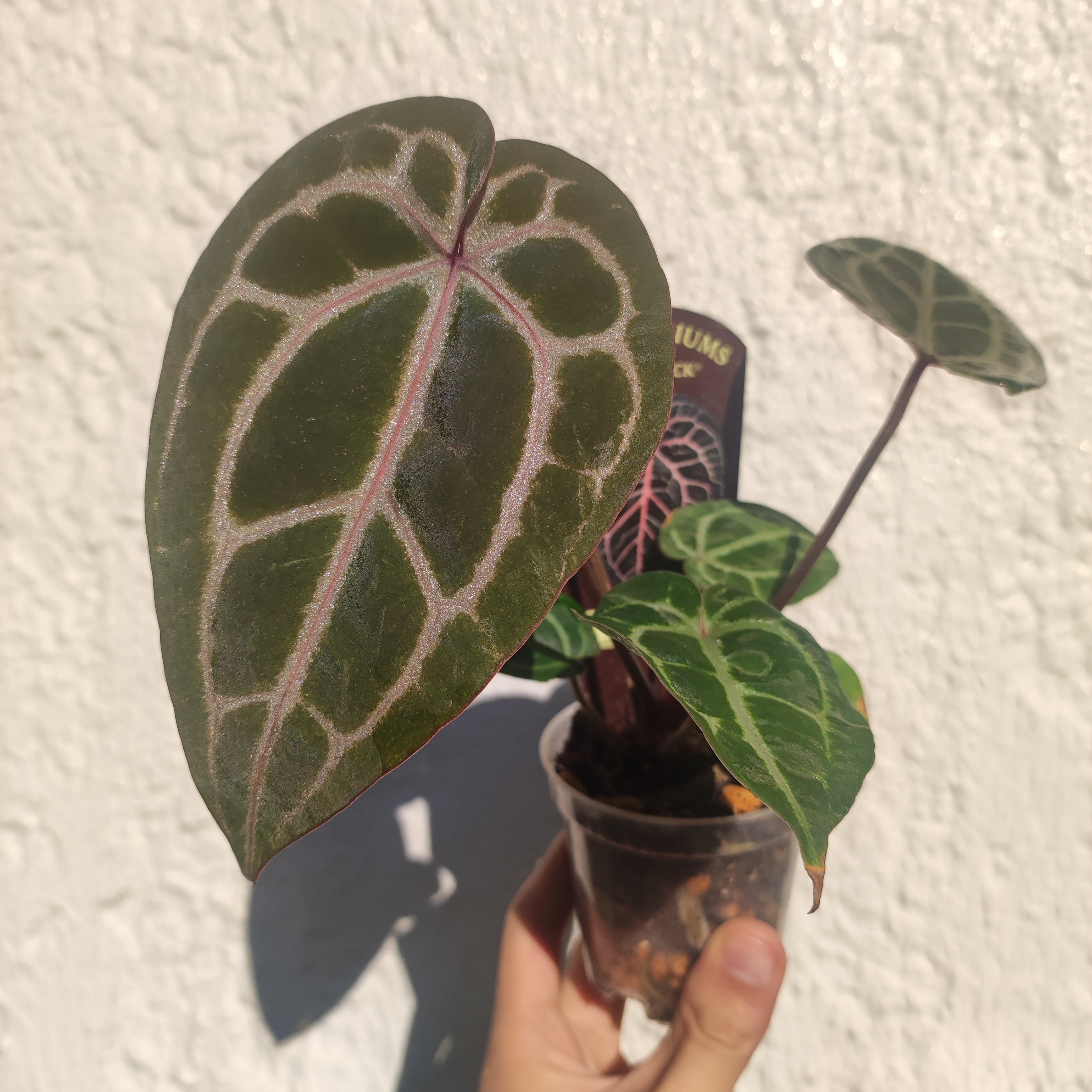 希少】Anthurium 'Michelle' / アンスリウム・ミシェル② / 観葉 希少】Anthurium 'Michelle' / アンスリウム・ミシェル② / 観葉