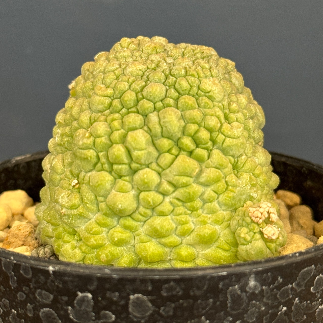 プセウドリトス　ミギウヌティヌス【799】