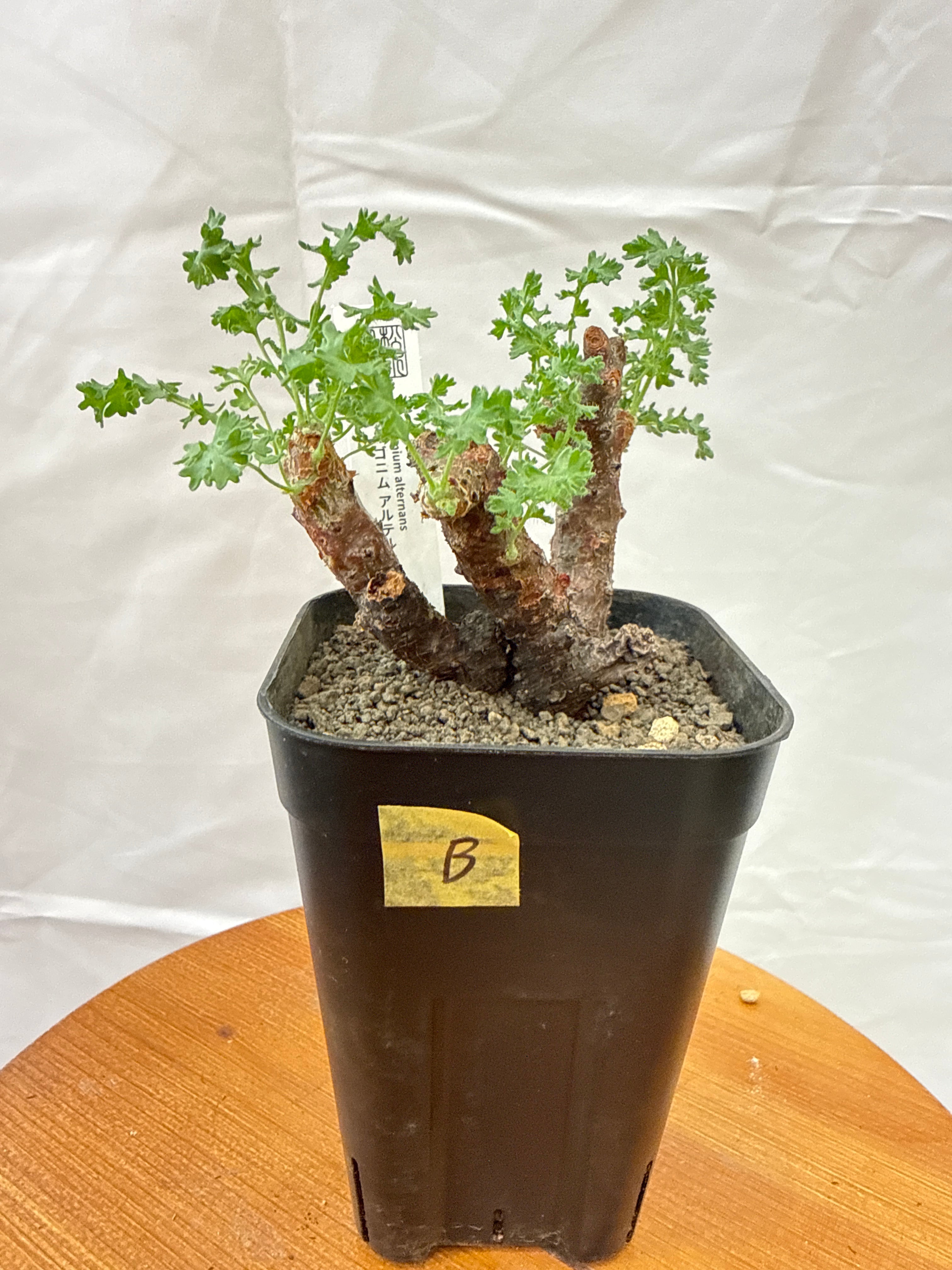 Gardenえん 【観葉熱帯植物】