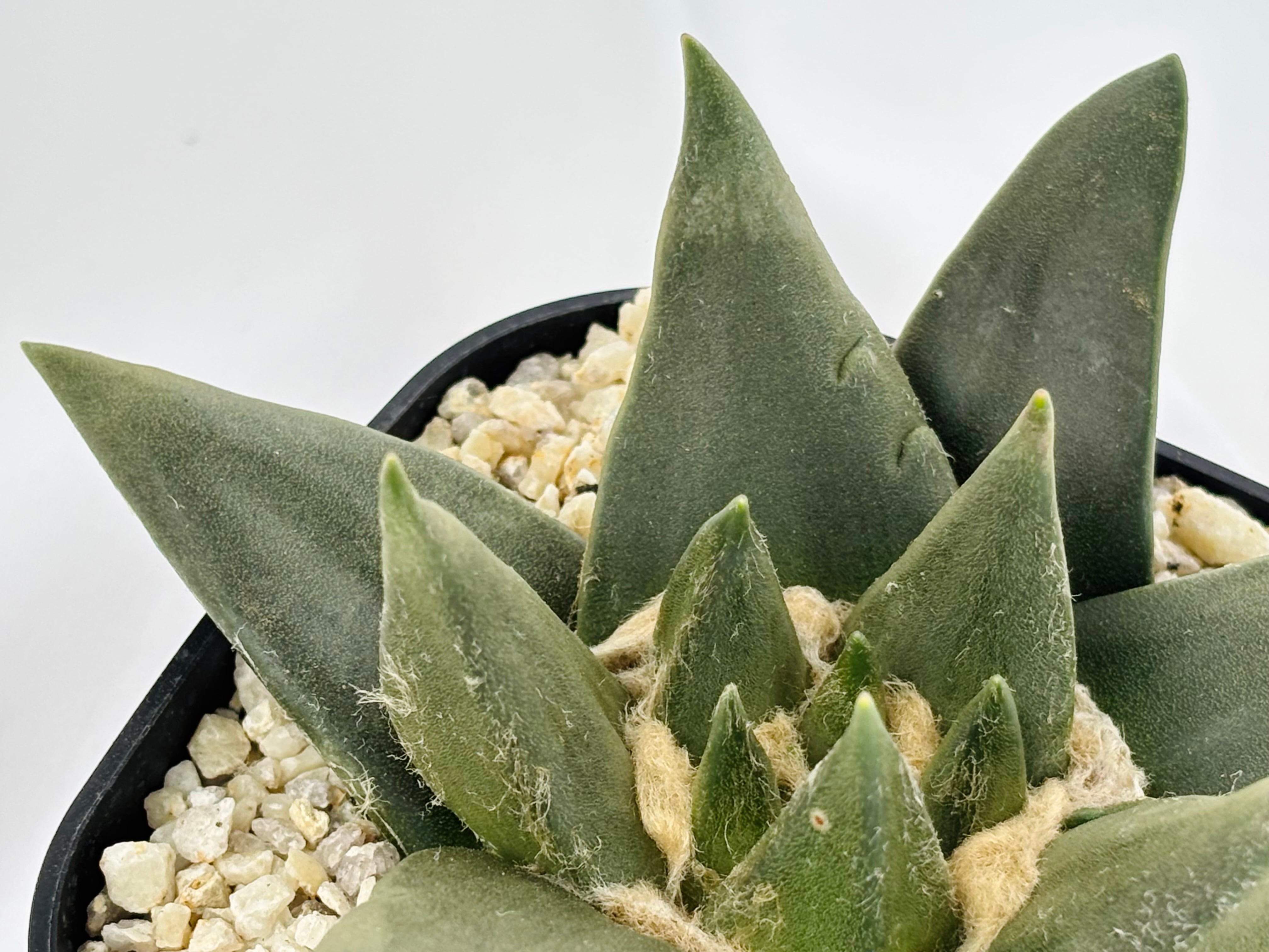 Ariocarpus trigonus アリオカルプス 三角牡丹 サボテン | plants MARU