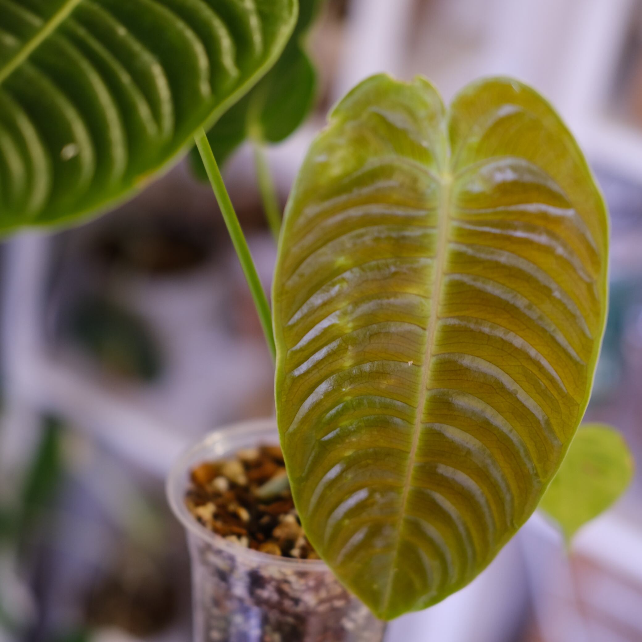 アンスリウム・ベイチー│Anthurium Veitchii⑤│観葉植物