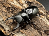 【F0】《ブラナウンコクワ 46mm ペア》